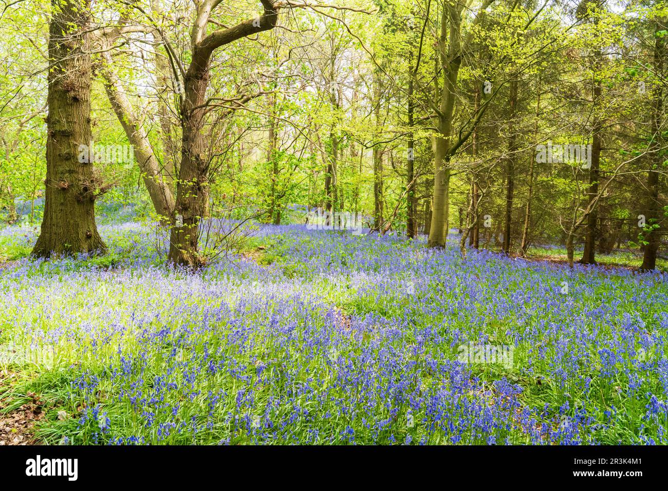 Bella scena del Bluebell comune (Hyacinthoides non-scripta) in terreno boscoso nello Shropshire nel Regno Unito in primavera Foto Stock