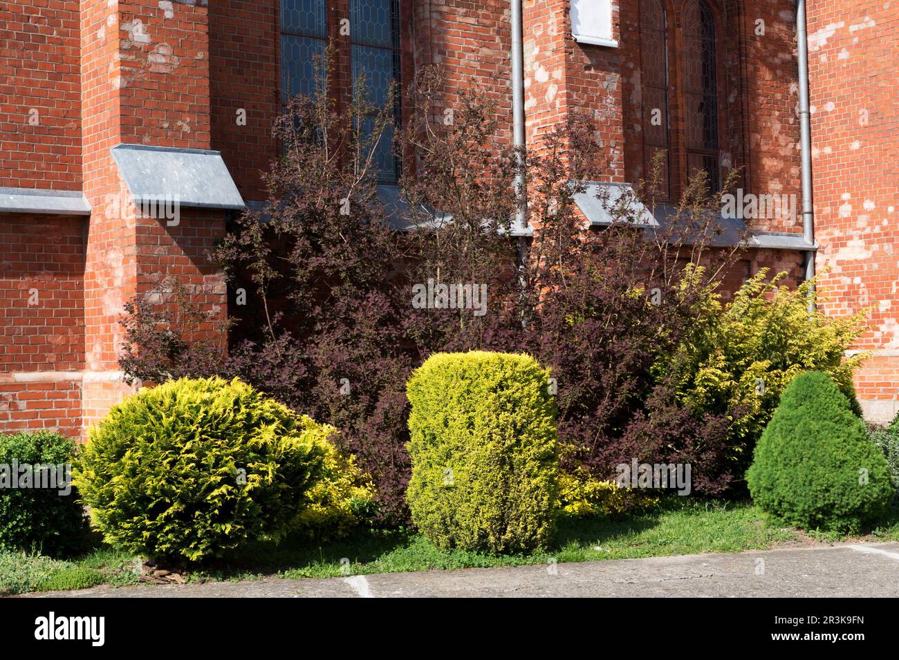 Paesaggio desing vicino muro di mattoni con gruppo di diverse piante sempreverdi di conifere in giornata di sole. Varie forme di cespugli Foto Stock