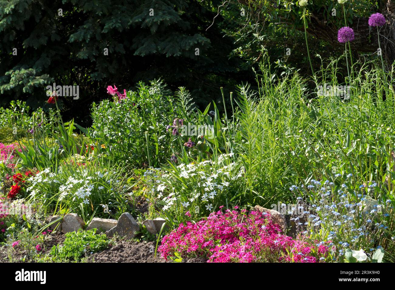 Aiuole con diversi tipi di fiori decorativi. Abete rosso sullo sfondo Foto Stock