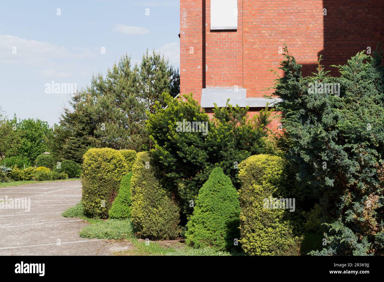 Vari tipi di cespugli e alberi perenni di conifere sempreverdi. Conifere paesaggistica. Foto Stock