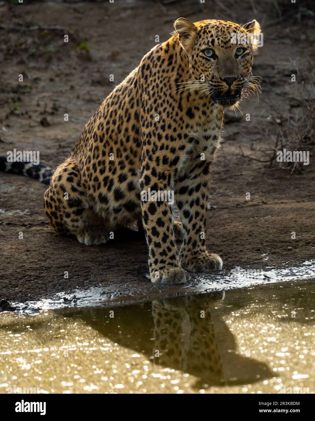 Indiano selvaggio femmina leopardo o pantera o panthera pardus fusca vicino al corpo d'acqua o stagno con contatto visivo durante il safari alla riserva della foresta jhalana jaipur Foto Stock