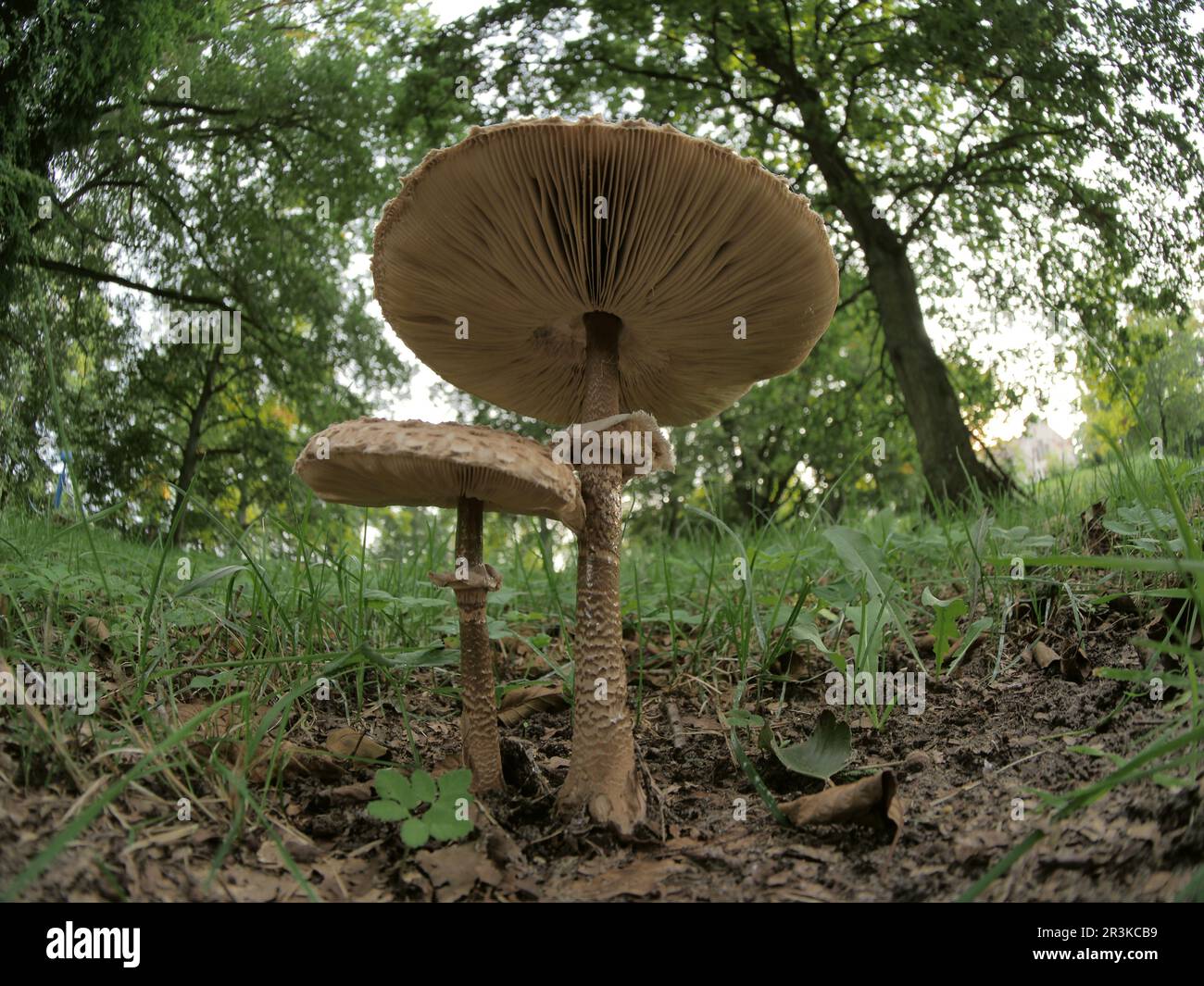 Funghi procera macrolepiota commestibili Foto Stock