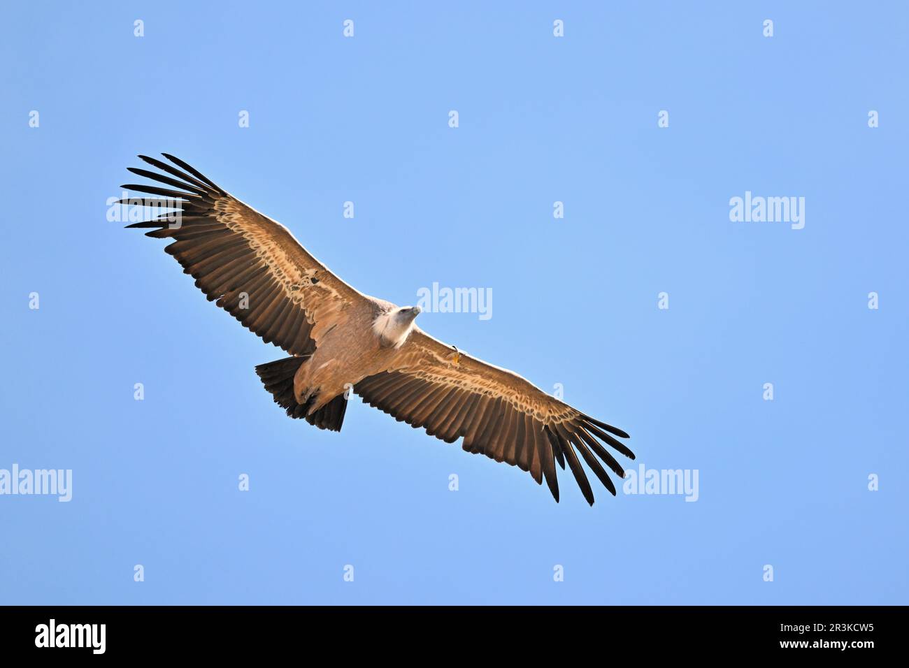 Griffon Vulture (Gyps fulvus) adulto in volo, Francia Foto Stock