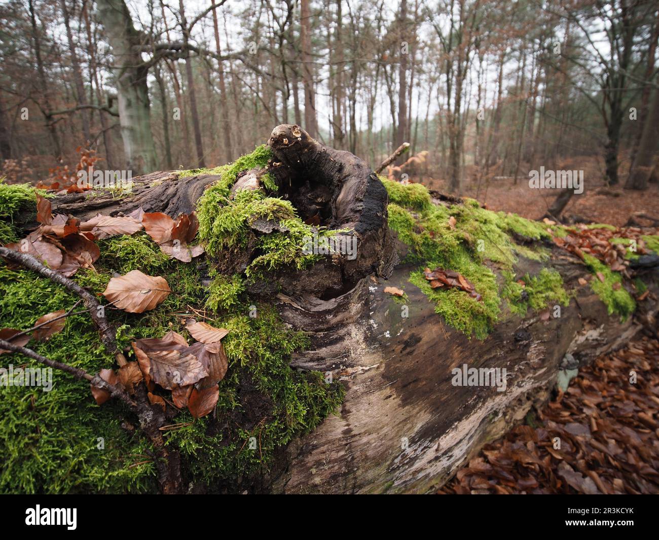 Muschio su un albero log in una foresta Foto Stock