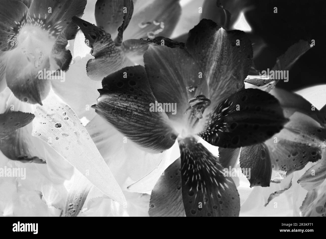 Bellissimi gigli e fiori in un brillante film negativo in bianco e nero monocromatico. Foto Stock