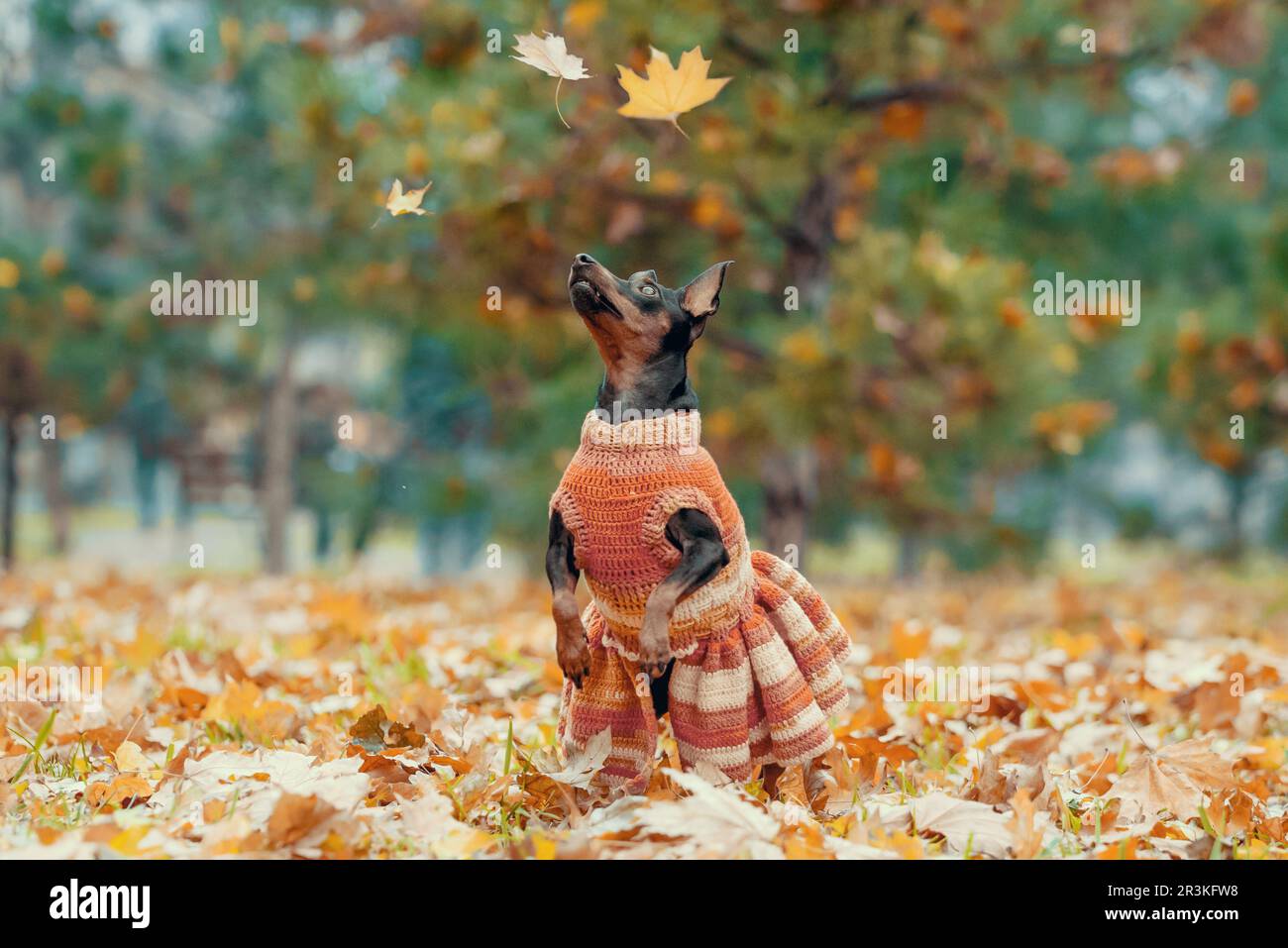 Pinscher in miniatura in un abito a maglia a righe guarda verso l'alto la caduta foglie autunnali Foto Stock Pinscher in miniatura in un abito a maglia a righe guarda verso l'alto la caduta foglie autunnali Foto Stock