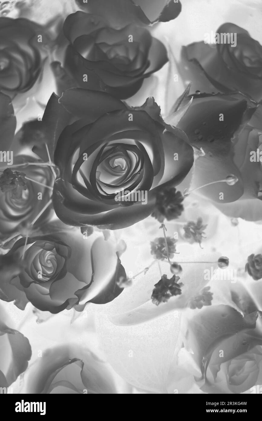 Un'illustrazione delle rose belle in piena fioritura in una pellicola monocromatica nera e bianca negatives. Foto Stock