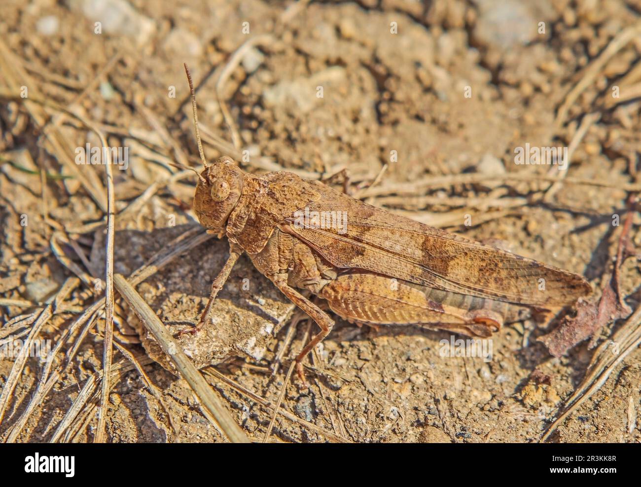 Grasshopper con alette blu 'Oedipoda Caerulescens'. Foto Stock