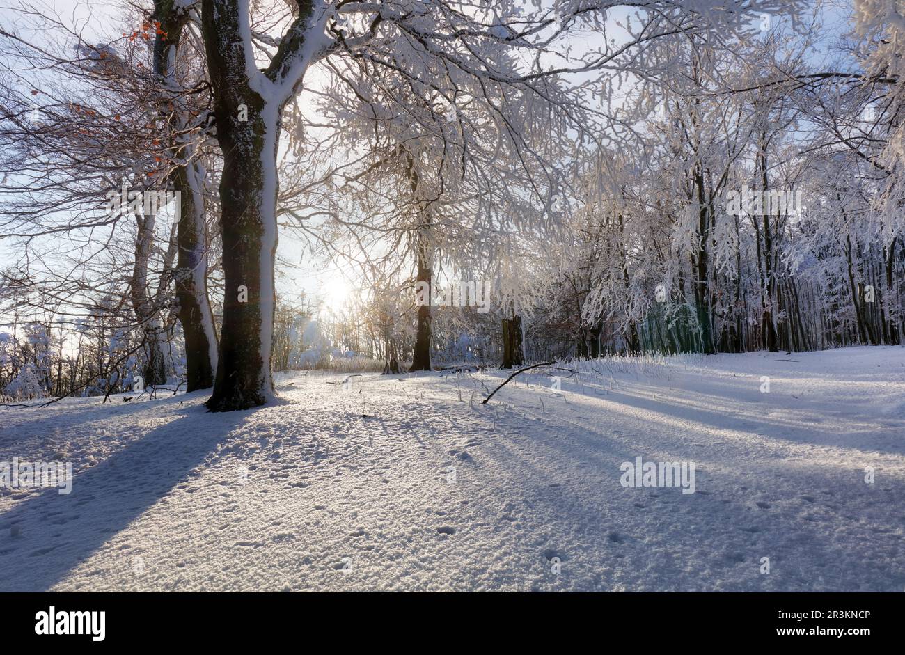 Montagna frana in inverno con foresta Foto Stock
