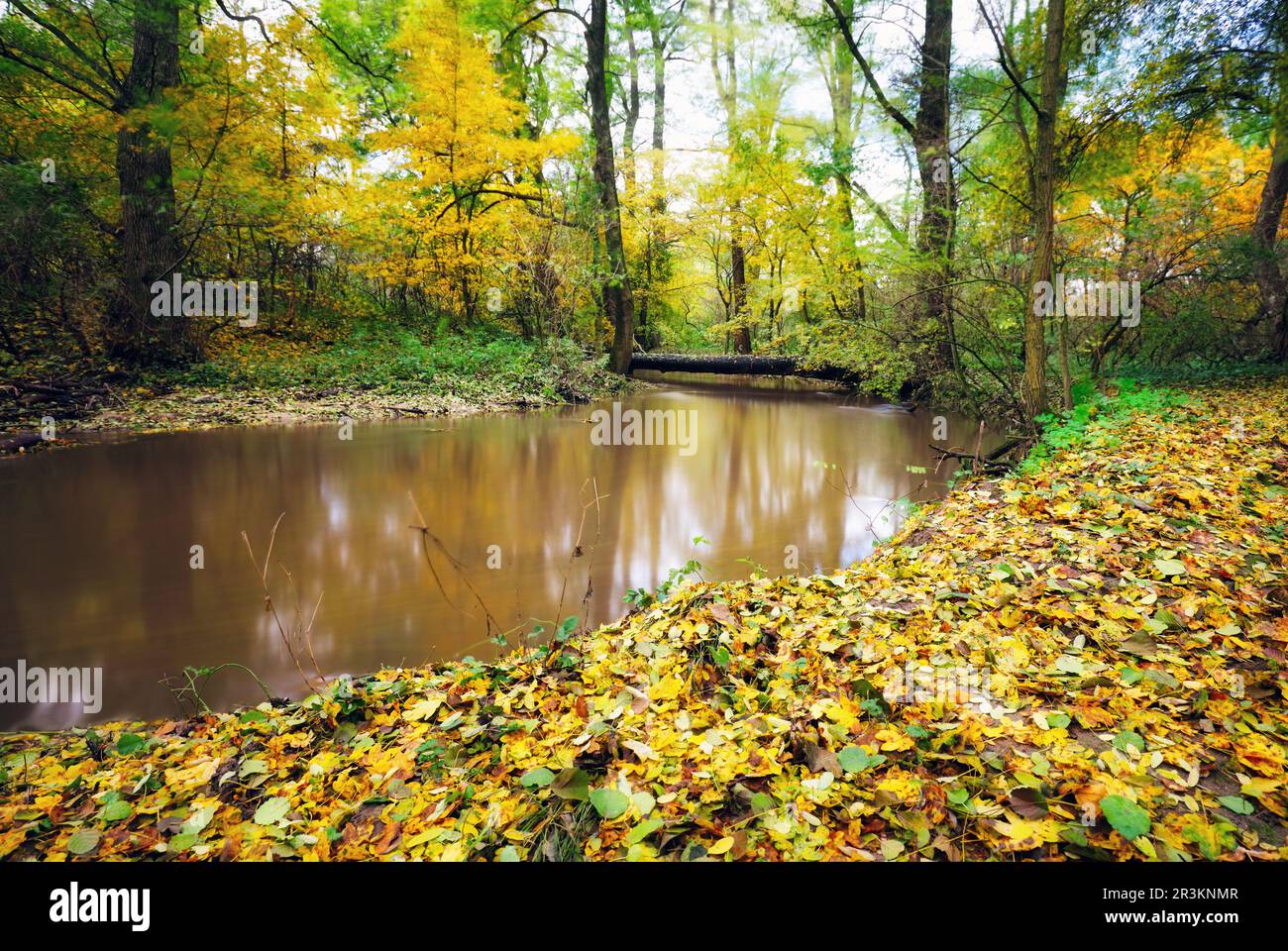 Colori autunnali vicino al fiume con foglie gialle e foresta Foto Stock