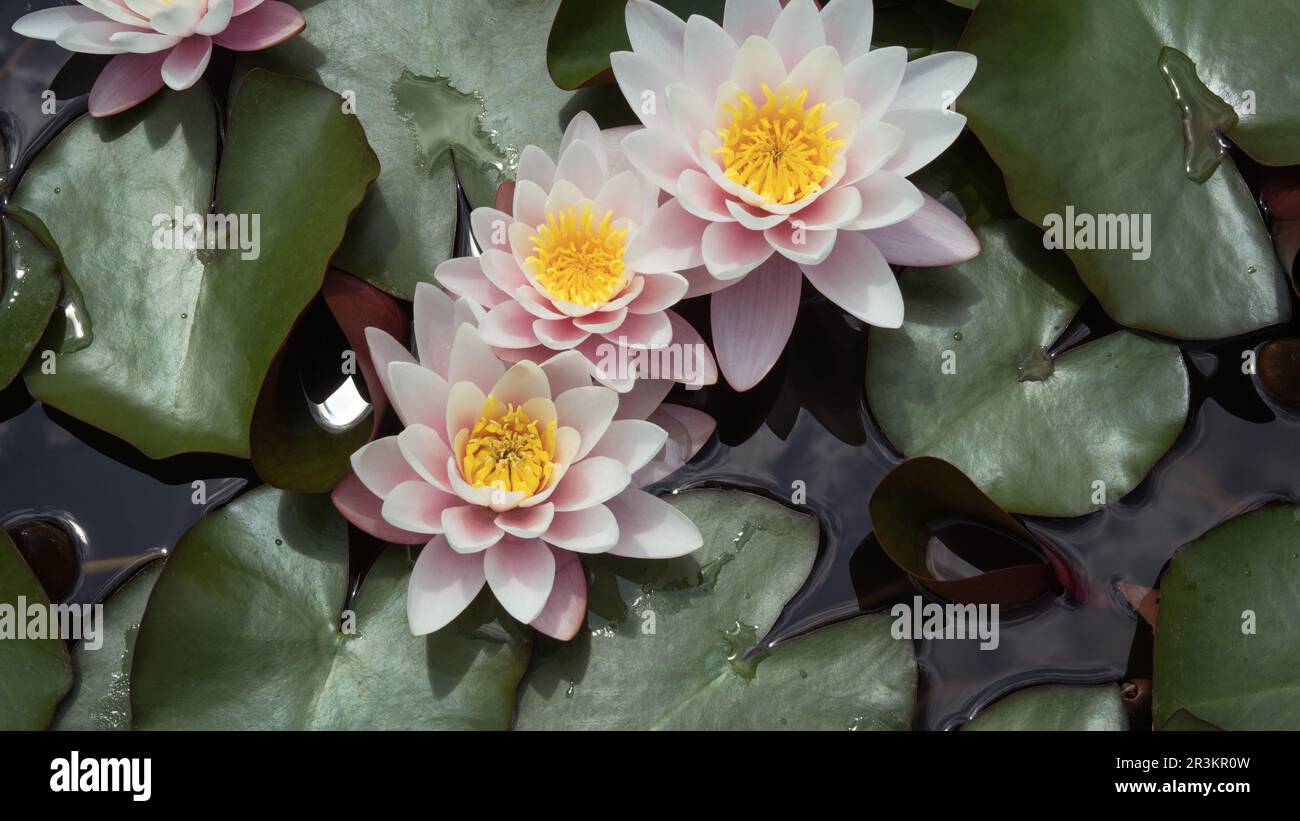 Fiore di loto rosa delicato in habitat naturale. Acqua scura di uno stagno con i gigli dell'acqua bei. Foto Stock