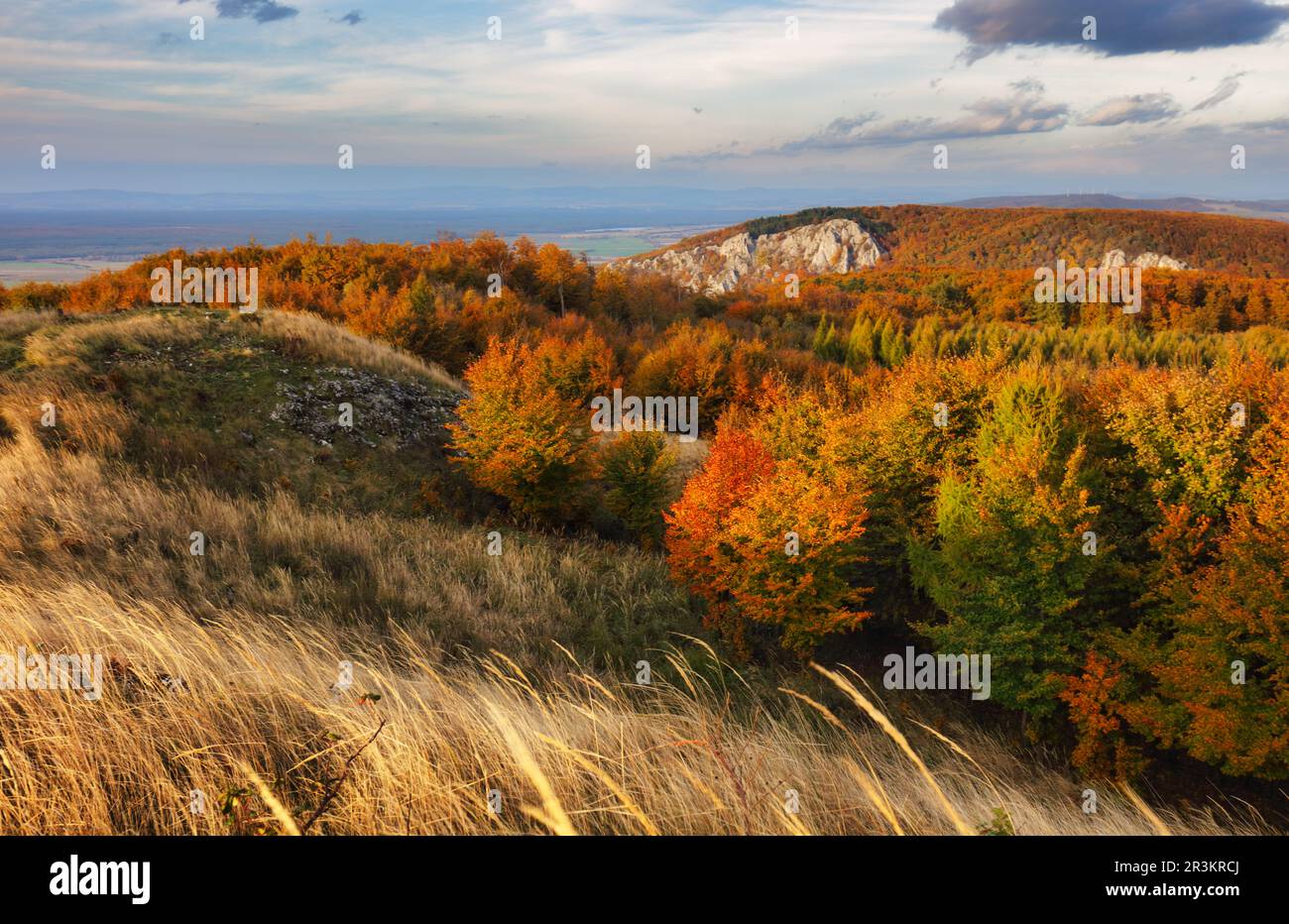 Foresta in montagna in autunno Foto Stock