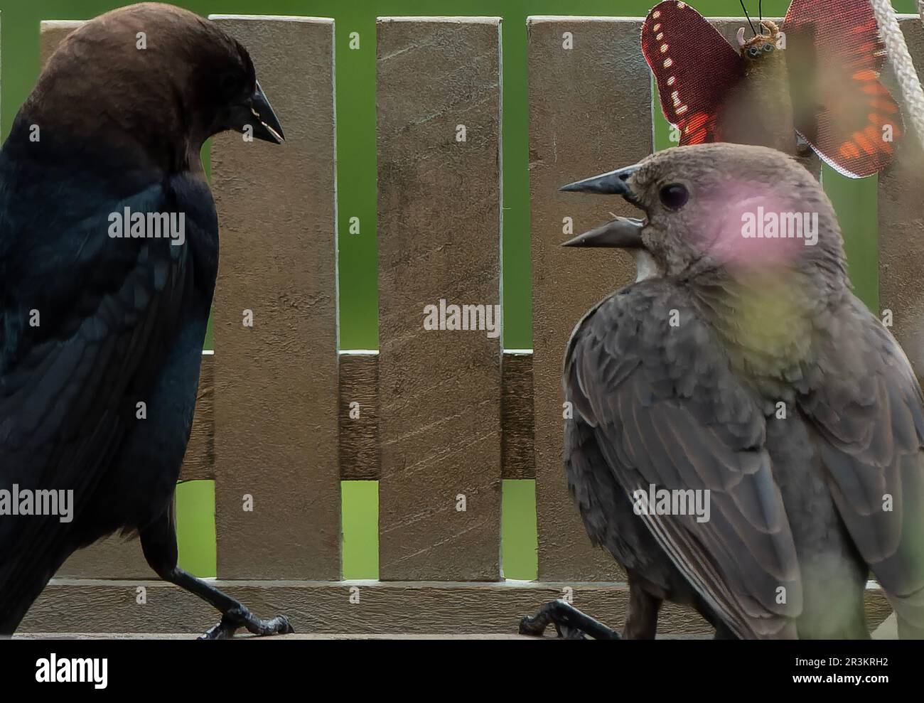 Uomini e donne cowbirds lotta Foto Stock