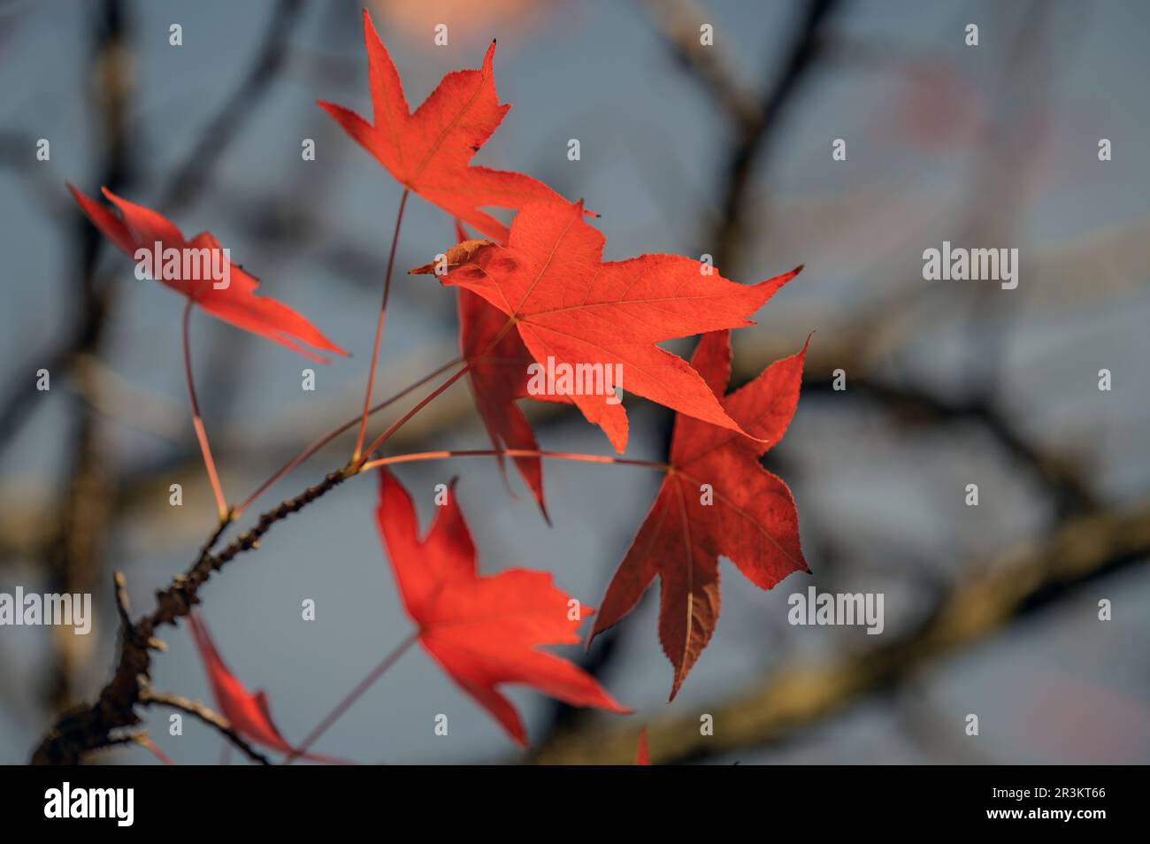 Colori d'autunno Foto Stock