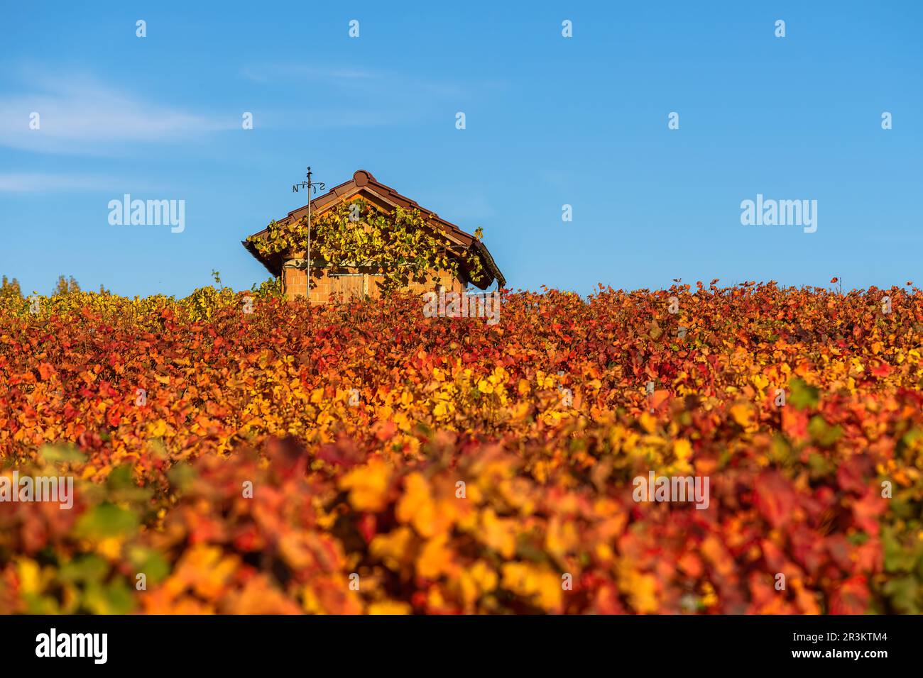 Piccola capanna nel vigneto in autunno nel sud della germania Foto Stock