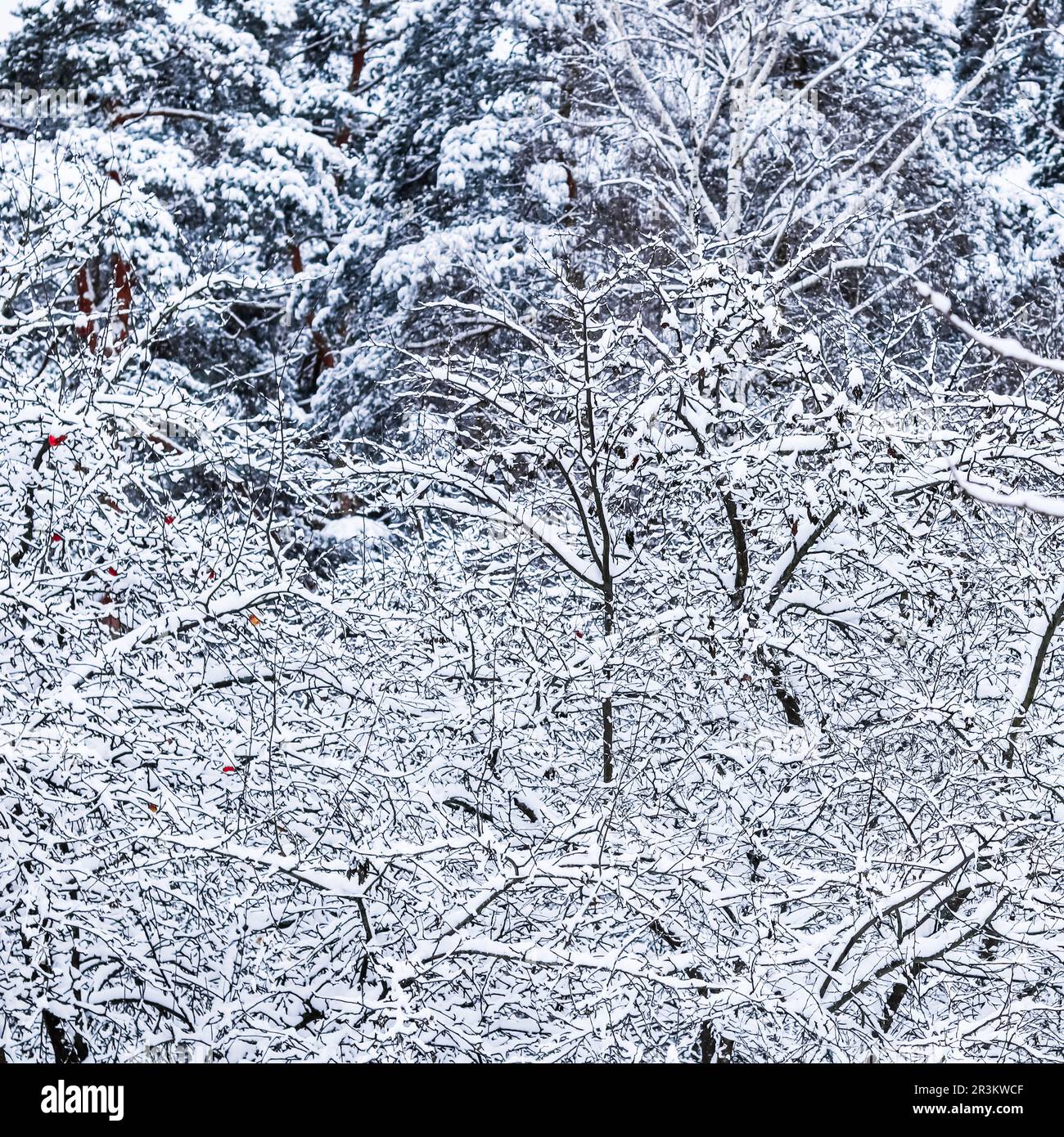 Soffici rami di alberi coperti di neve, scenario naturale con neve bianca e clima freddo. Nevicate nel parco invernale Foto Stock