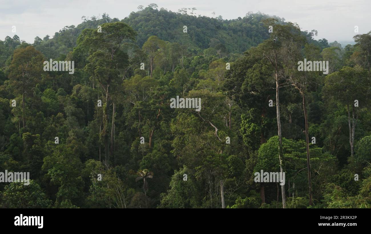 La foresta pluviale tropicale naturale di Kalimantan al mattino. Foto Stock