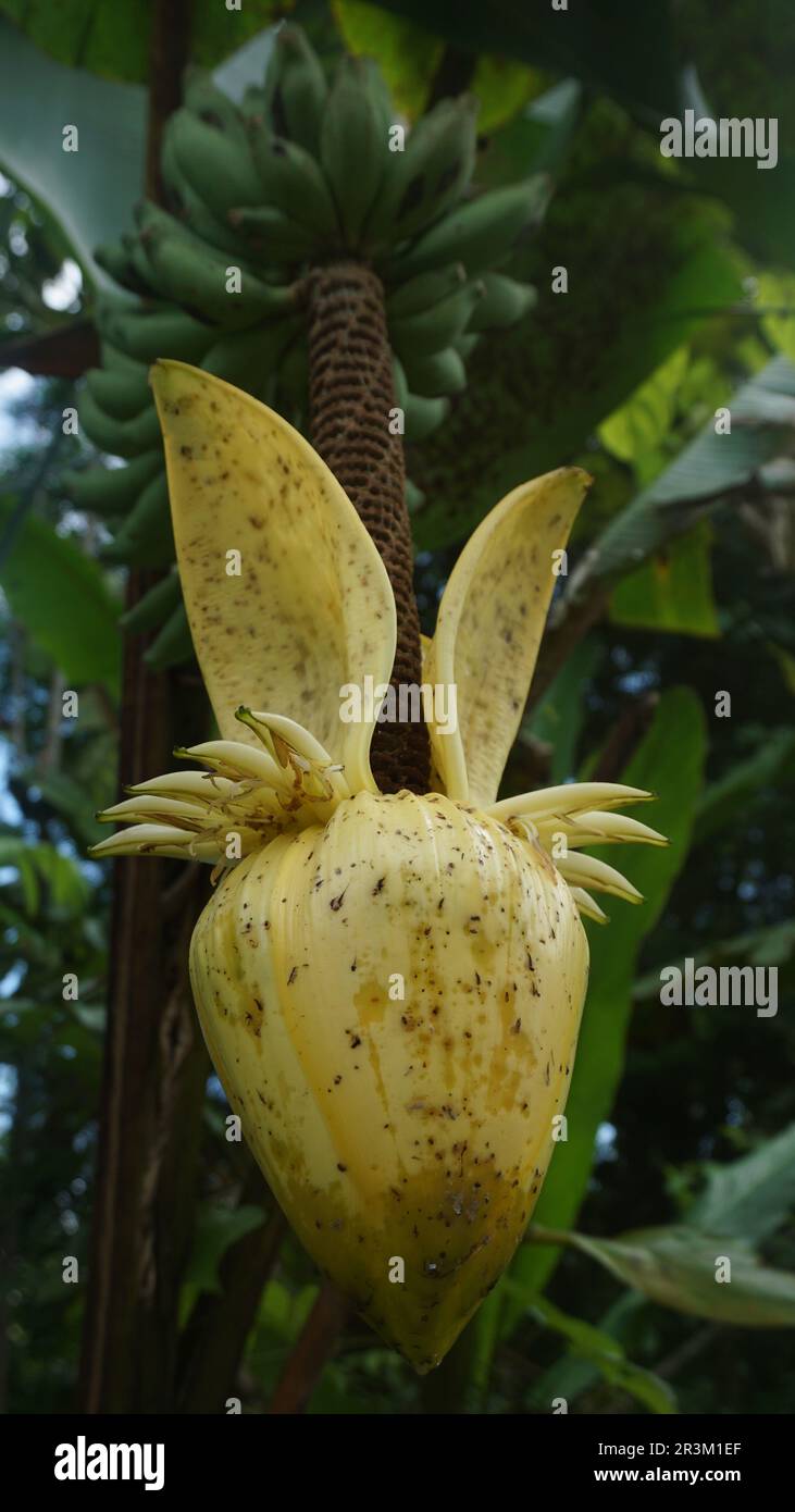 I fiori gialli selvatici di Banana, trovati principalmente nel Kalimantan del Nord. Foto Stock