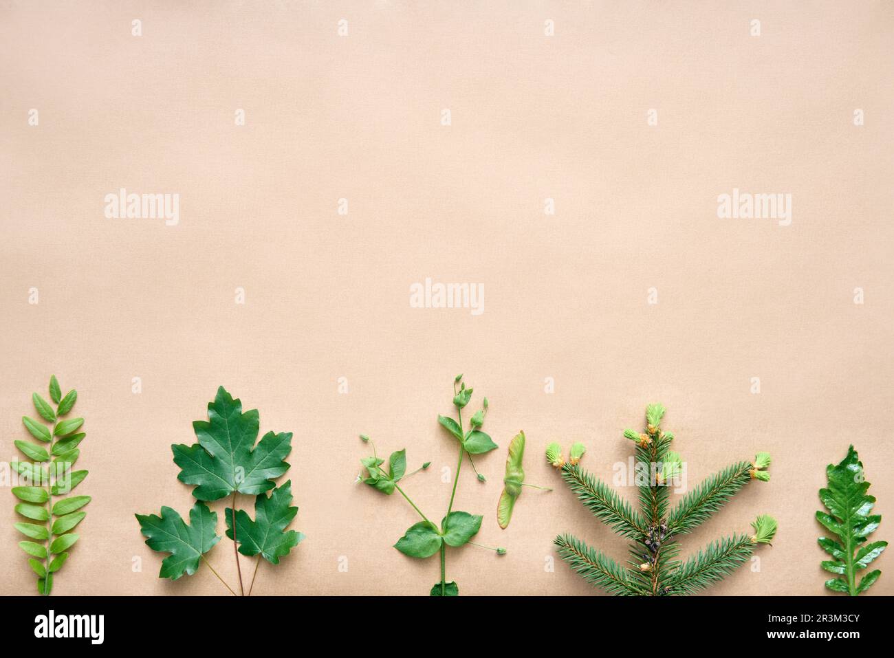 Bordo delle foglie fatto di piante ed erbe diverse con spazio di copia per il testo. Concetto di natura Foto Stock