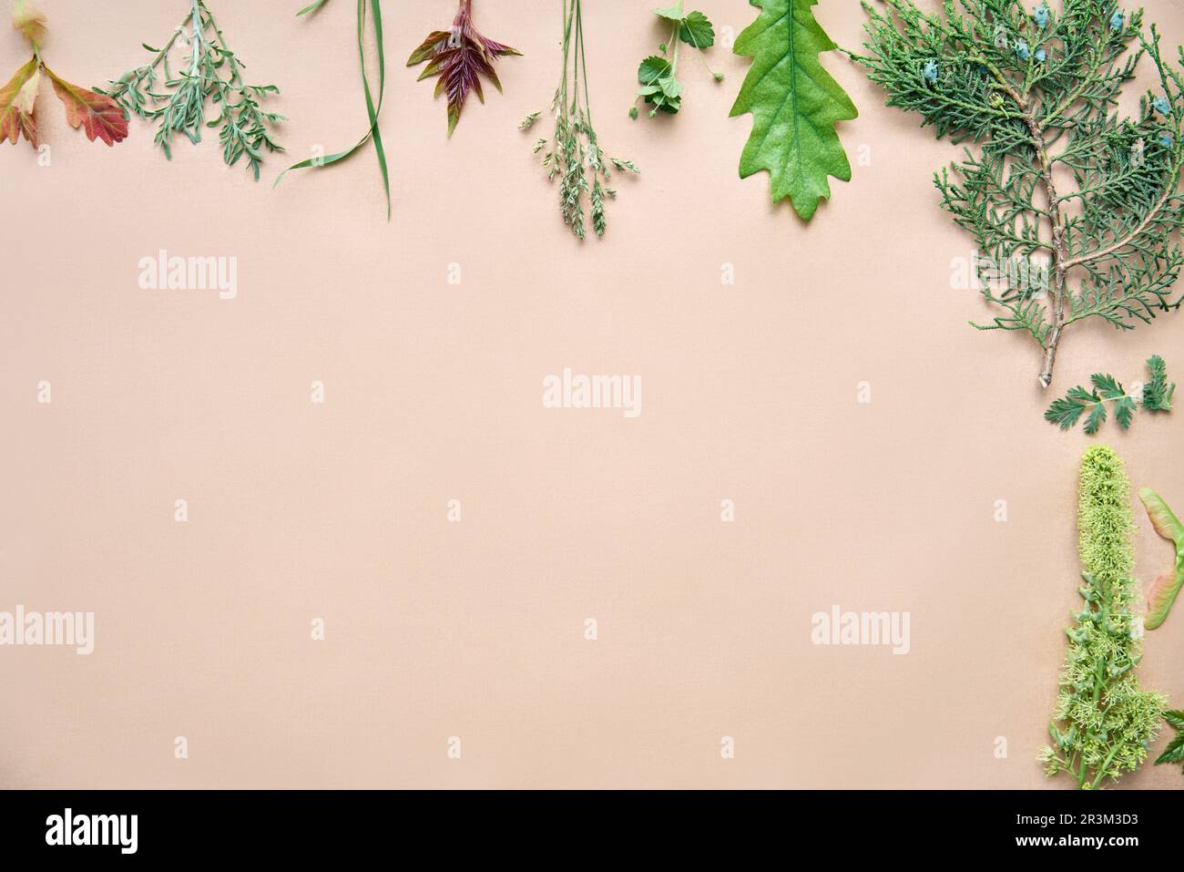 Bordo delle foglie fatto di piante ed erbe diverse con spazio di copia per il testo. Concetto di natura Foto Stock