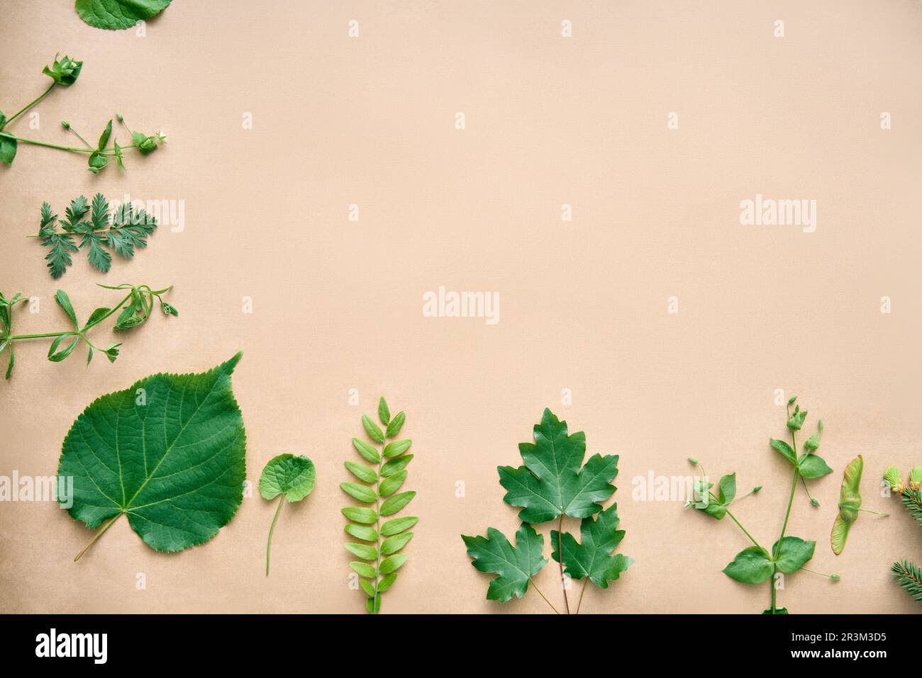 Bordo verde delle foglie. Cornice in varie piante ed erbe con spazio copia per il testo. Concetto di natura Foto Stock