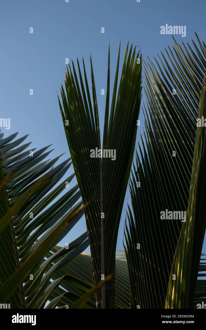 La palma si lascia contro il cielo blu, primo piano. Sfondo tropicale Foto Stock