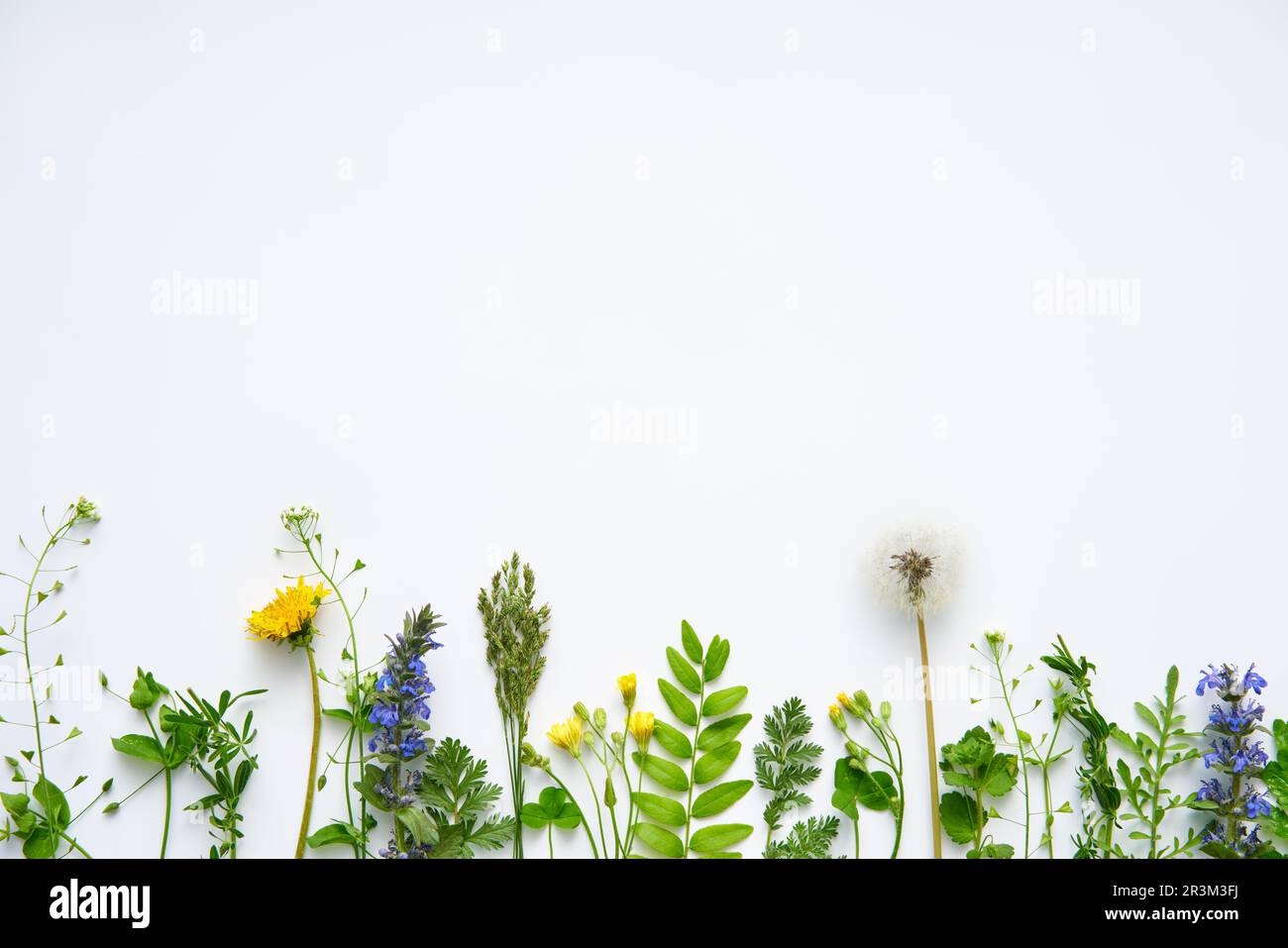 Bordo delle foglie fatto di piante ed erbe diverse con spazio di copia per il testo. Concetto di natura Foto Stock
