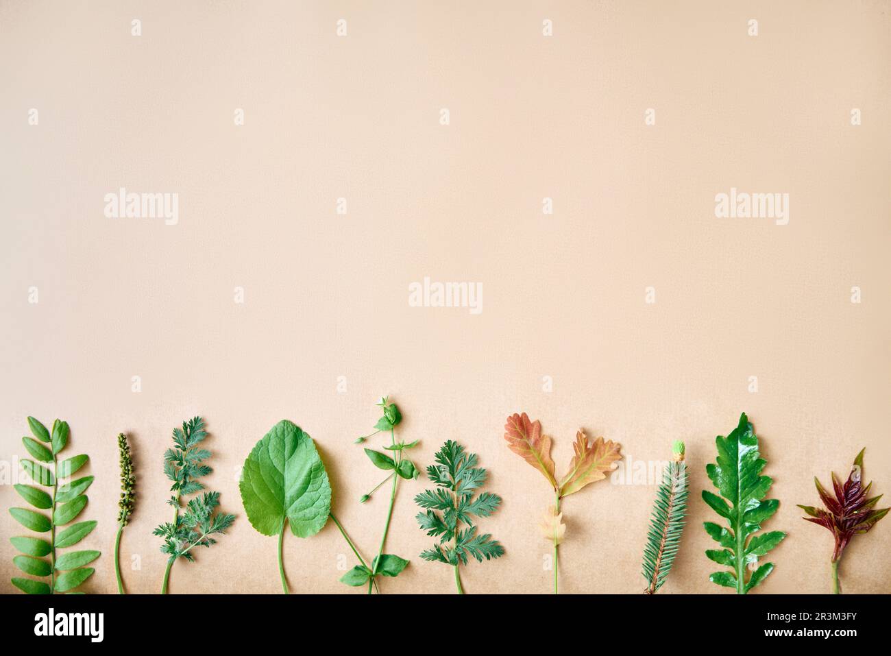 Bordo delle foglie fatto di piante ed erbe diverse con spazio di copia per il testo. Concetto di natura Foto Stock