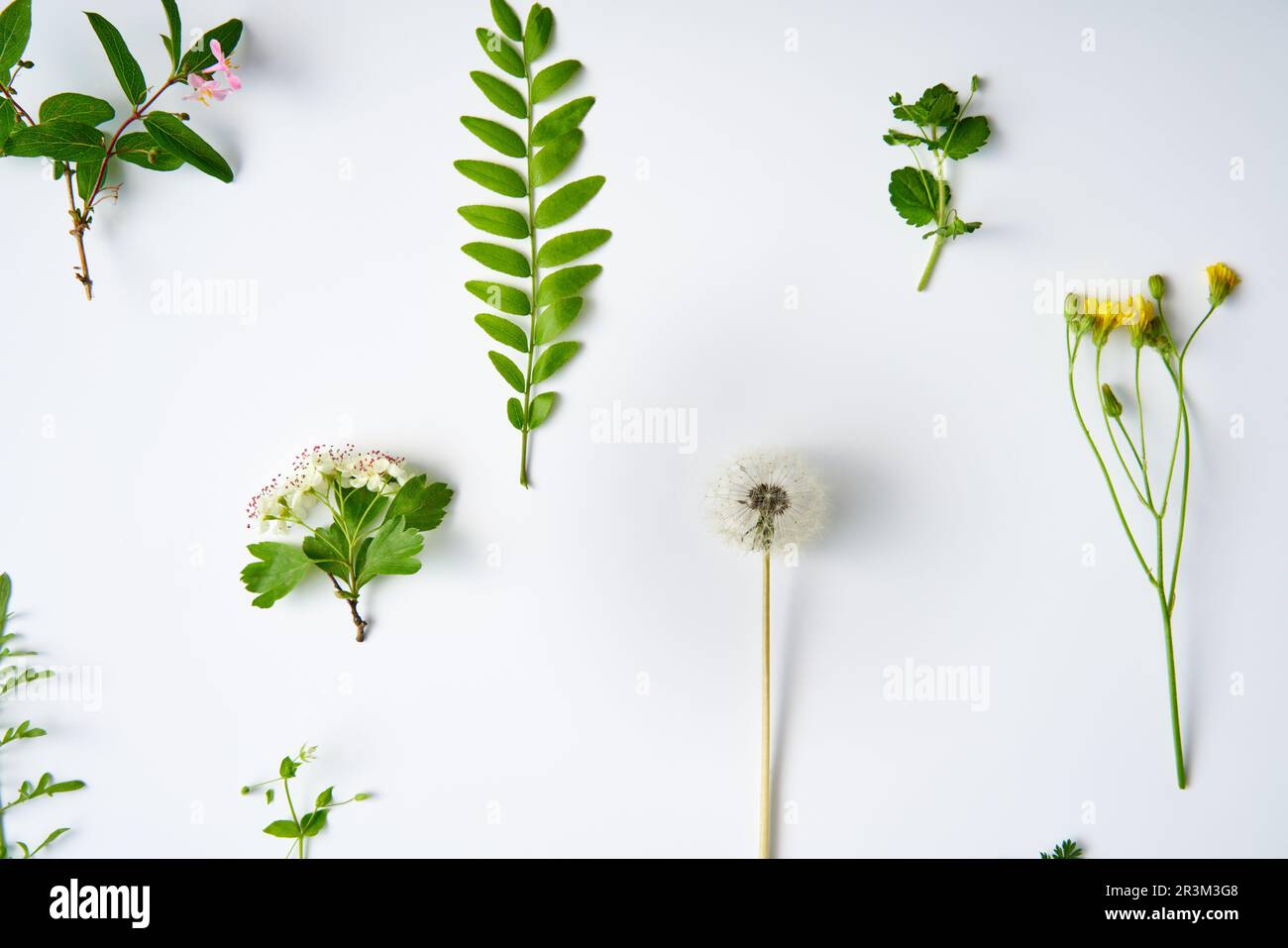 Set botanico di foglie, piante e fiori su sfondo bianco. Giacitura piatta. Concetto di natura Foto Stock
