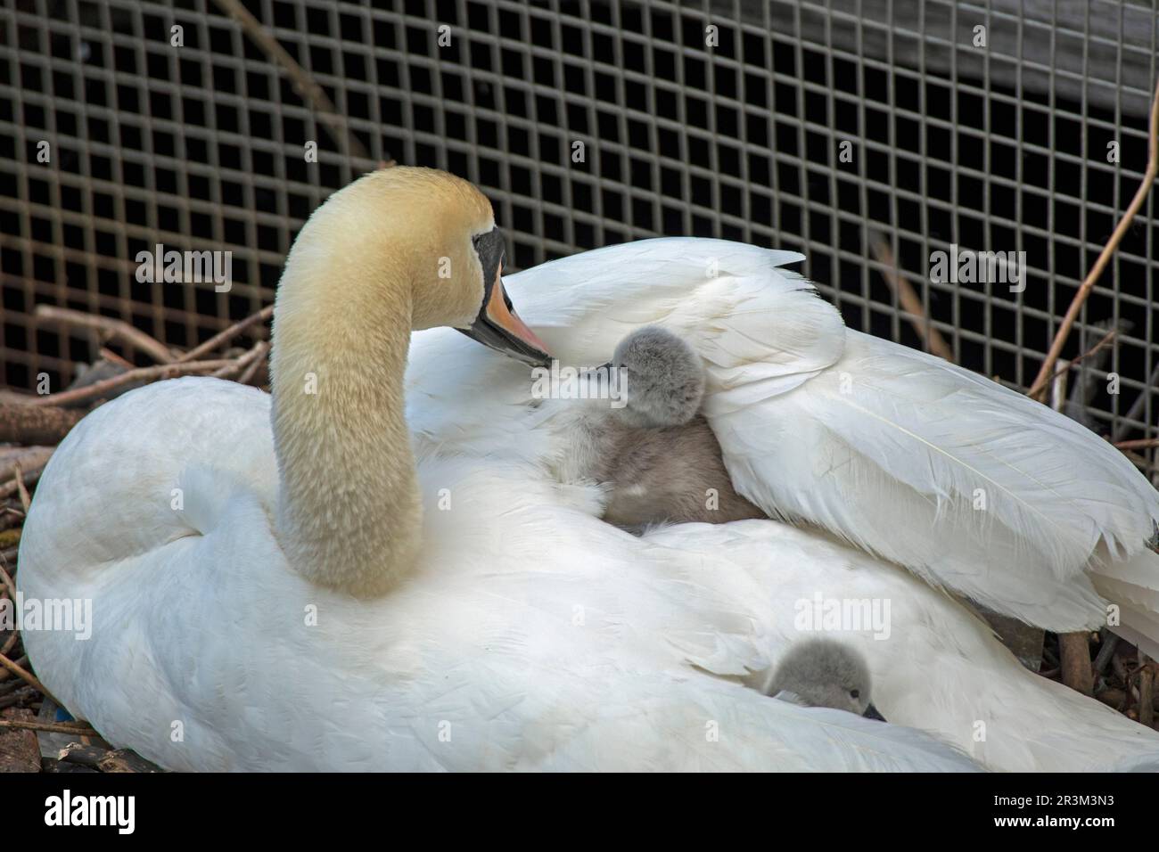 Shore, Leith, Edimburgo, Scozia, Regno Unito. 24 maggio 2023. Una fresca brezza mattutina alle 7,15am per questa madre Mute Swan e i suoi cigneti che osarono far uscire la testa dal suo caldo sotto la protezione delle ali, tre ore dopo i cigneti furono invaditi alla loro prima nuotata sull'acqua di Leith. Credit: Arch White/alamy live news Foto Stock