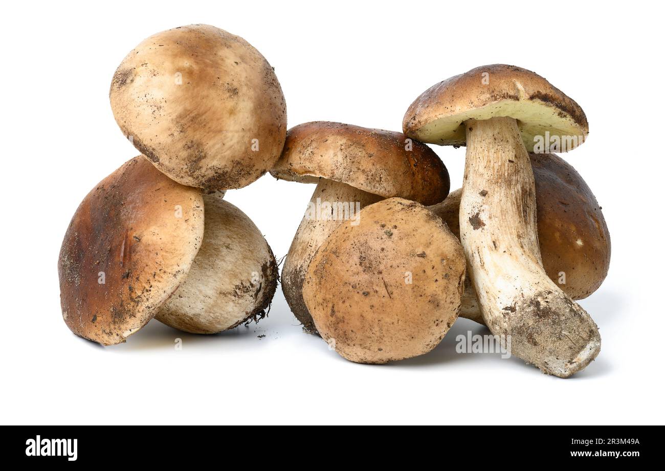 Fungo bianco di foresta fresca con radice isolata su uno sfondo bianco Foto Stock