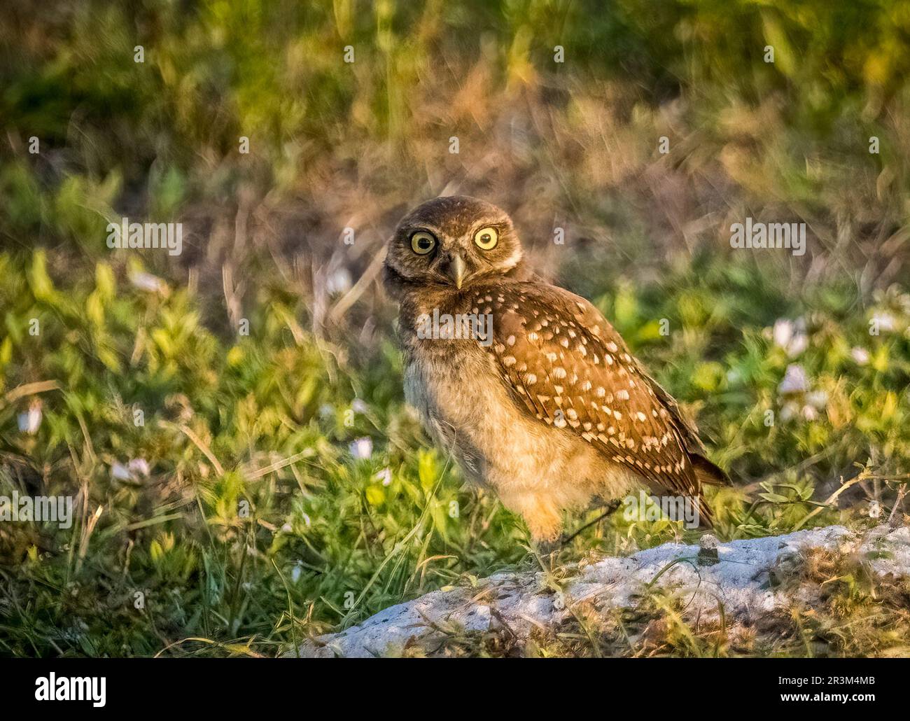 Burrowing Owl a Cape Coral Florida USA Foto Stock