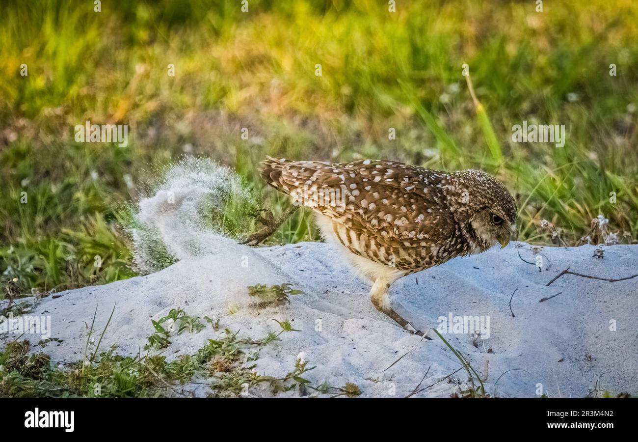 Burrowing Owl a Cape Coral Florida USA Foto Stock