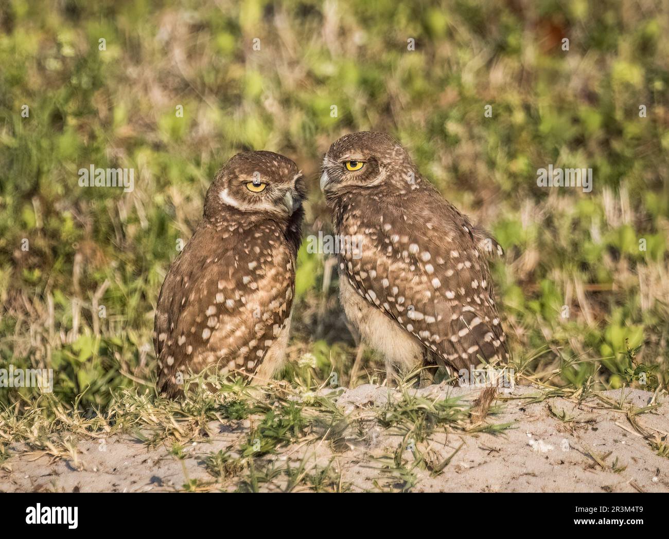 Burrowing Owls in Cape Coral Florida USA Foto Stock