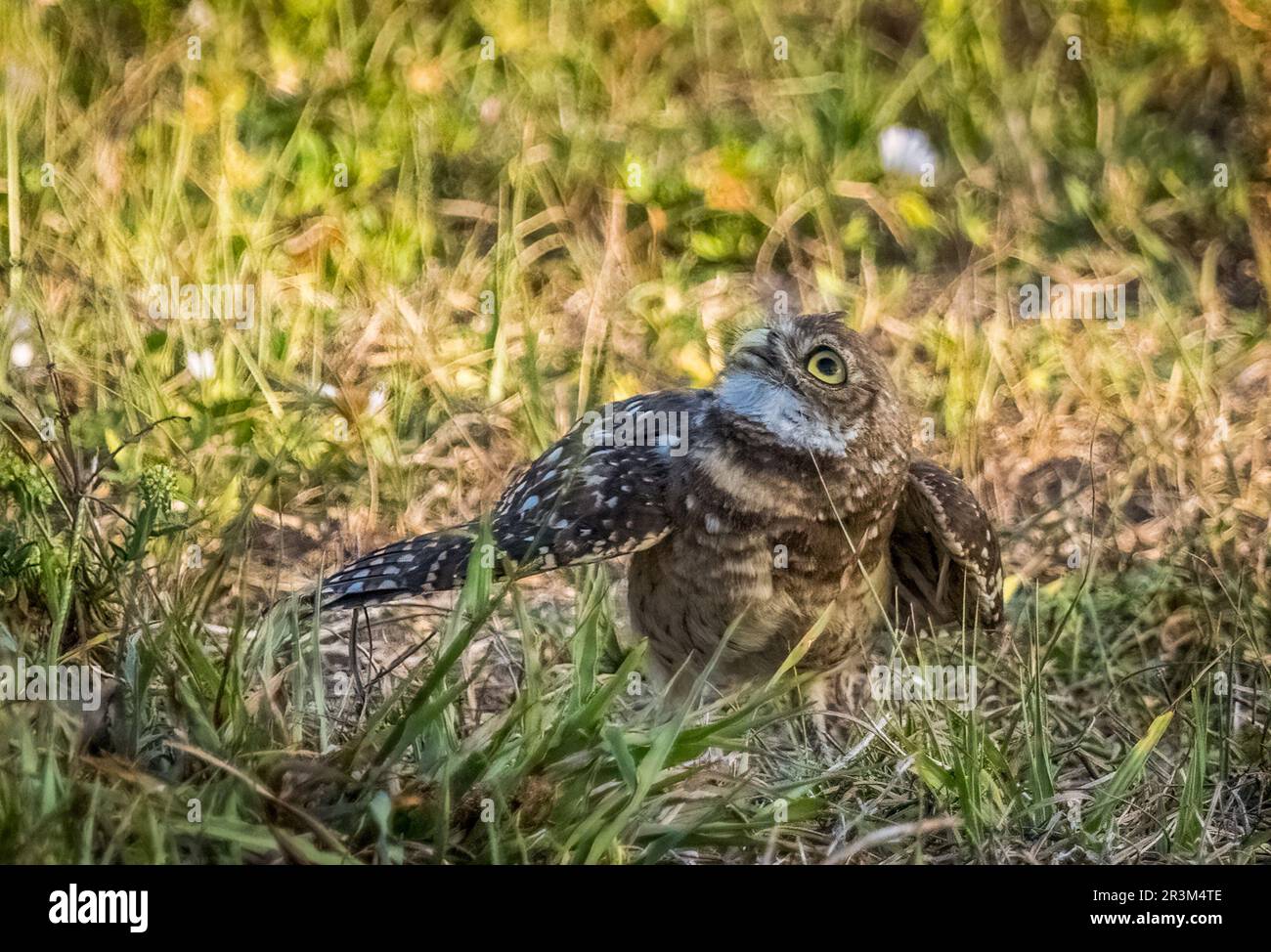 Burrowing Owl a Cape Coral Florida USA Foto Stock
