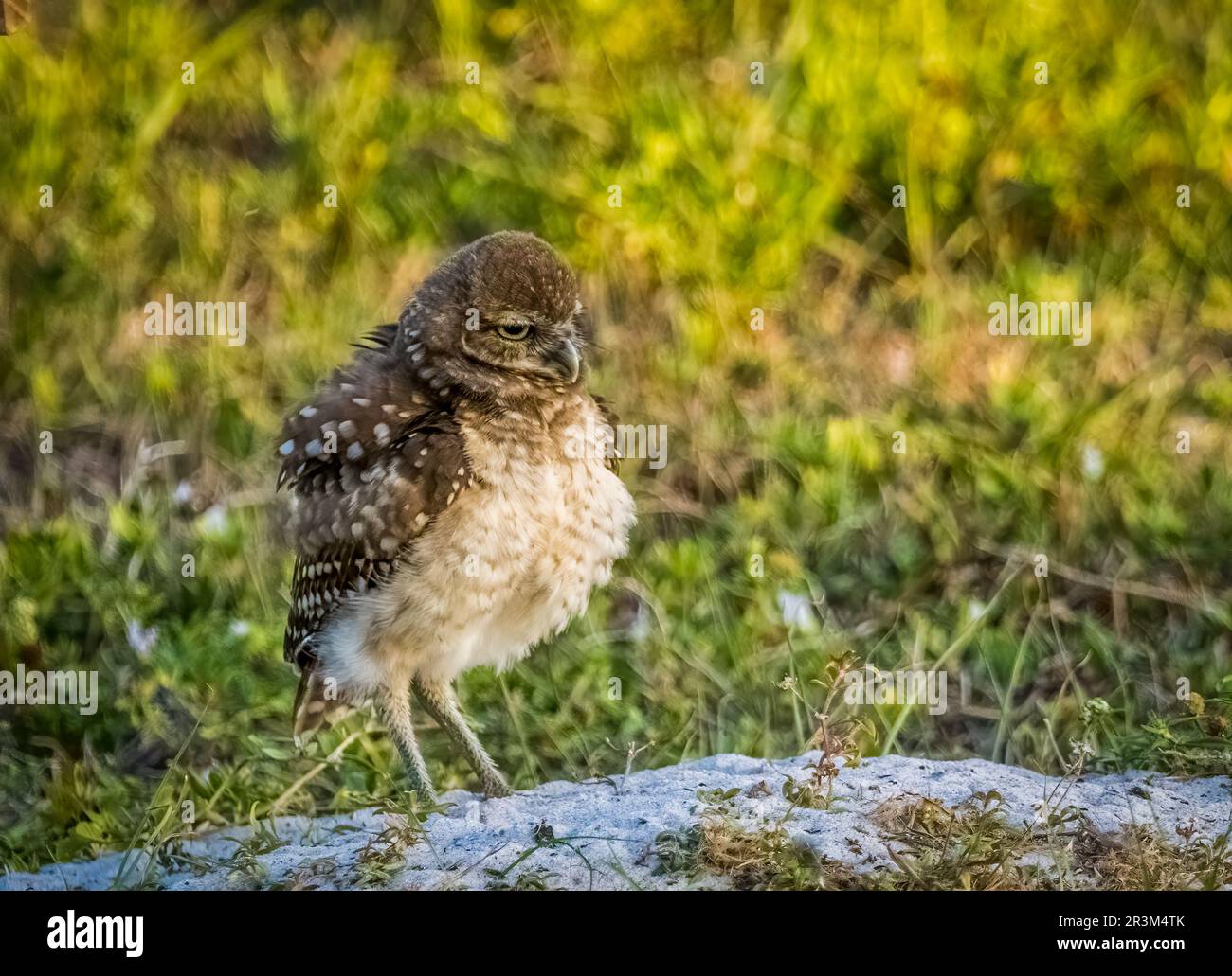 Burrowing Owl a Cape Coral Florida USA Foto Stock