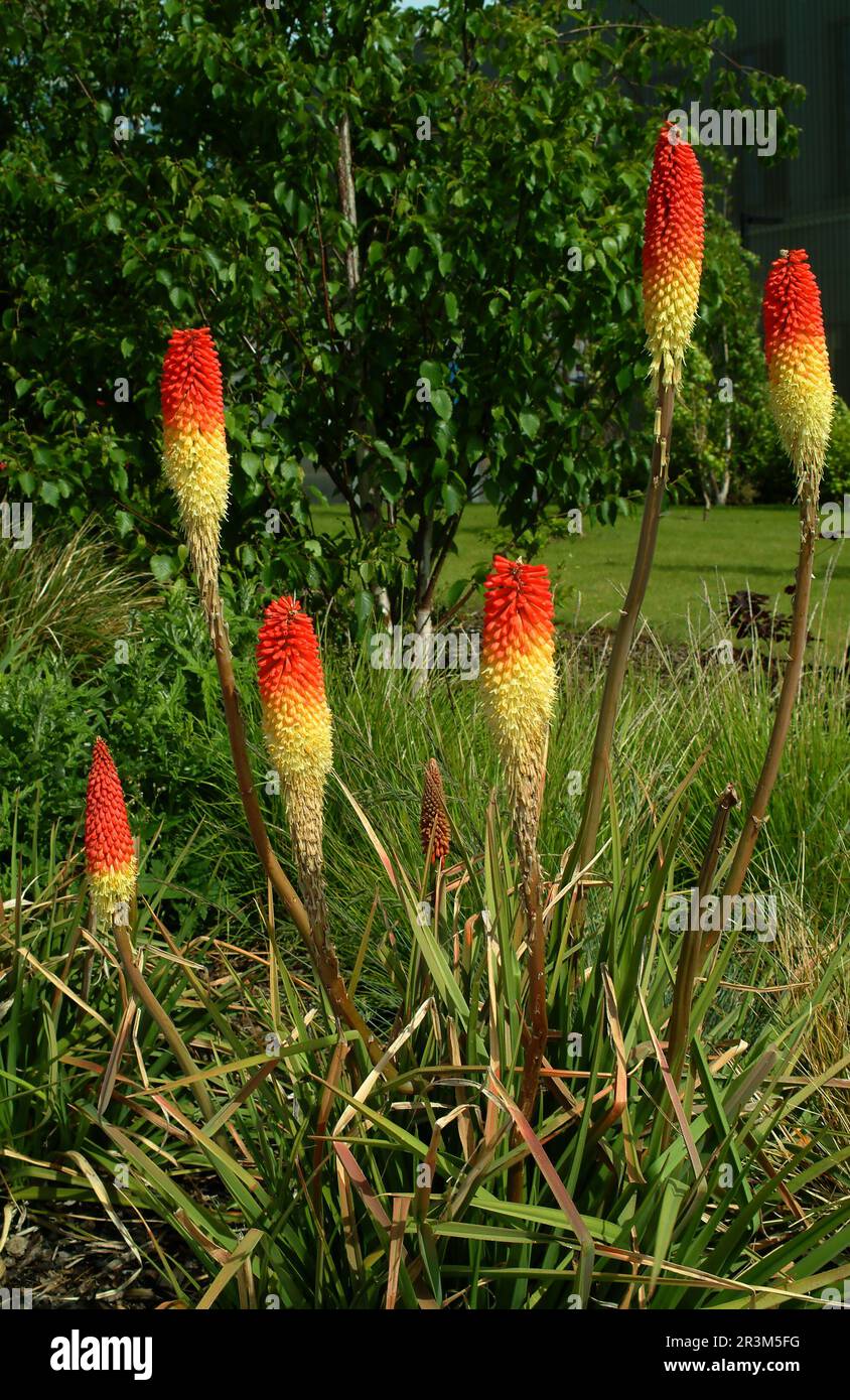 Red Hot Pokers Foto Stock