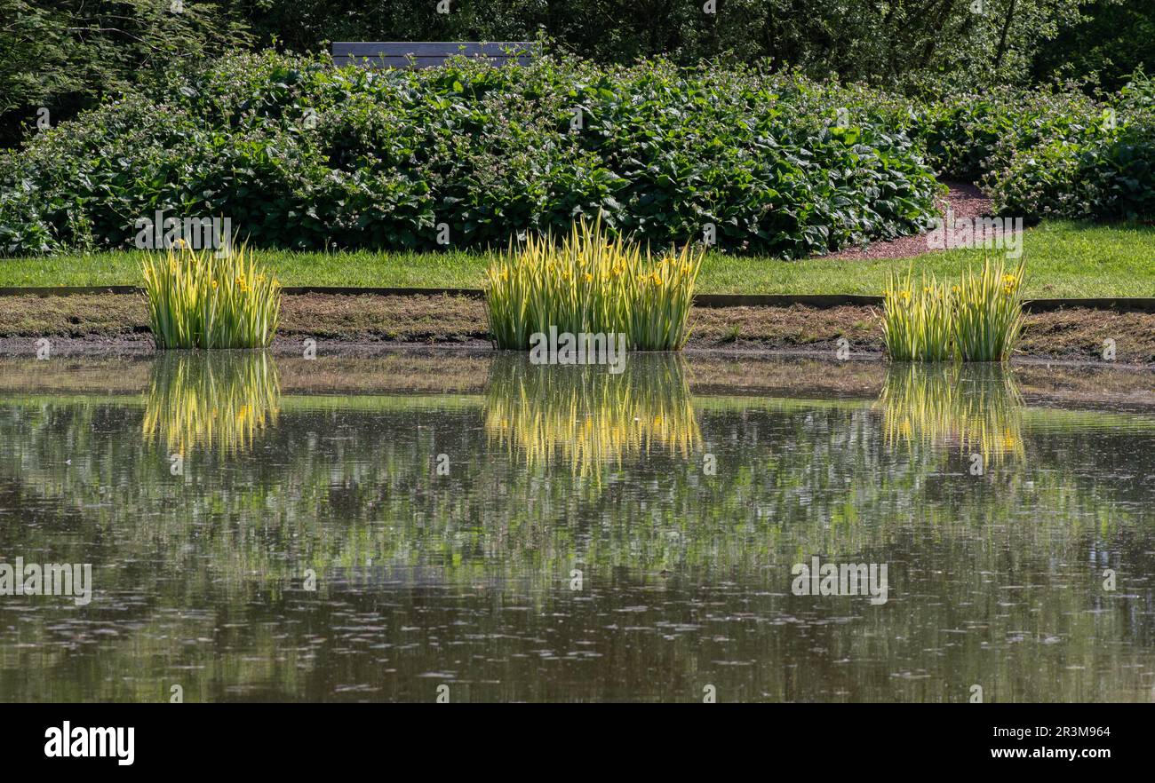 Il lago Breezy ginocchia Giardini Varigated bandiera gialla iride Foto Stock