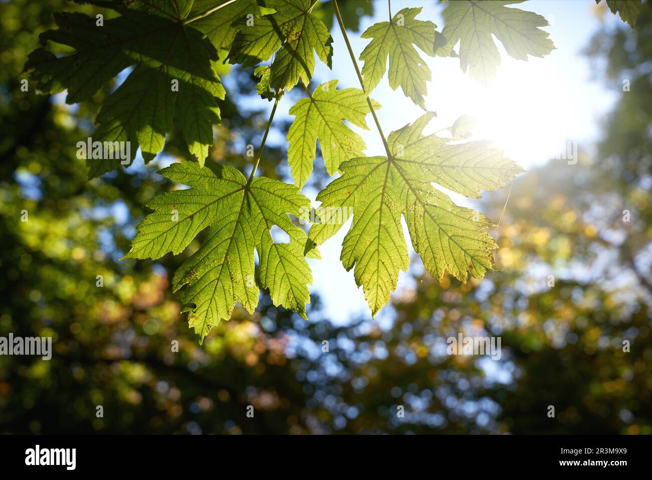 Foglie di un acero sicomoro, Acer pseudoplatanus in tarda estate con retroilluminazione in un parco Foto Stock