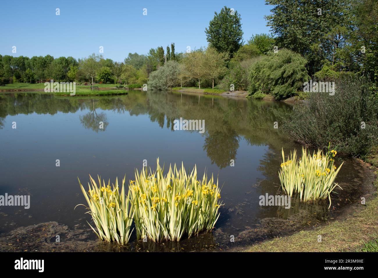Il lago Breezy ginocchia Giardini Foto Stock