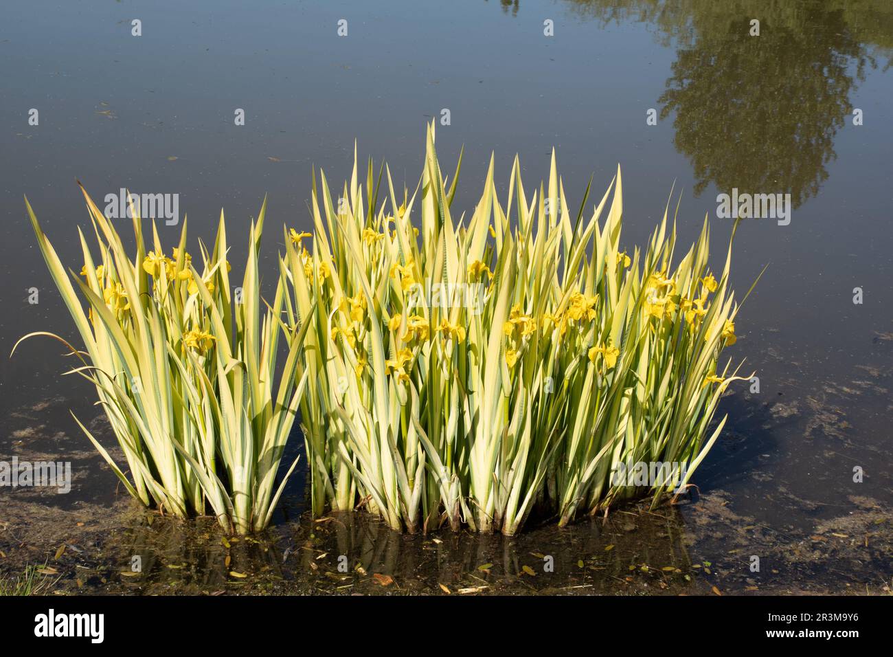 Iris a bandiera gialla variegata Foto Stock