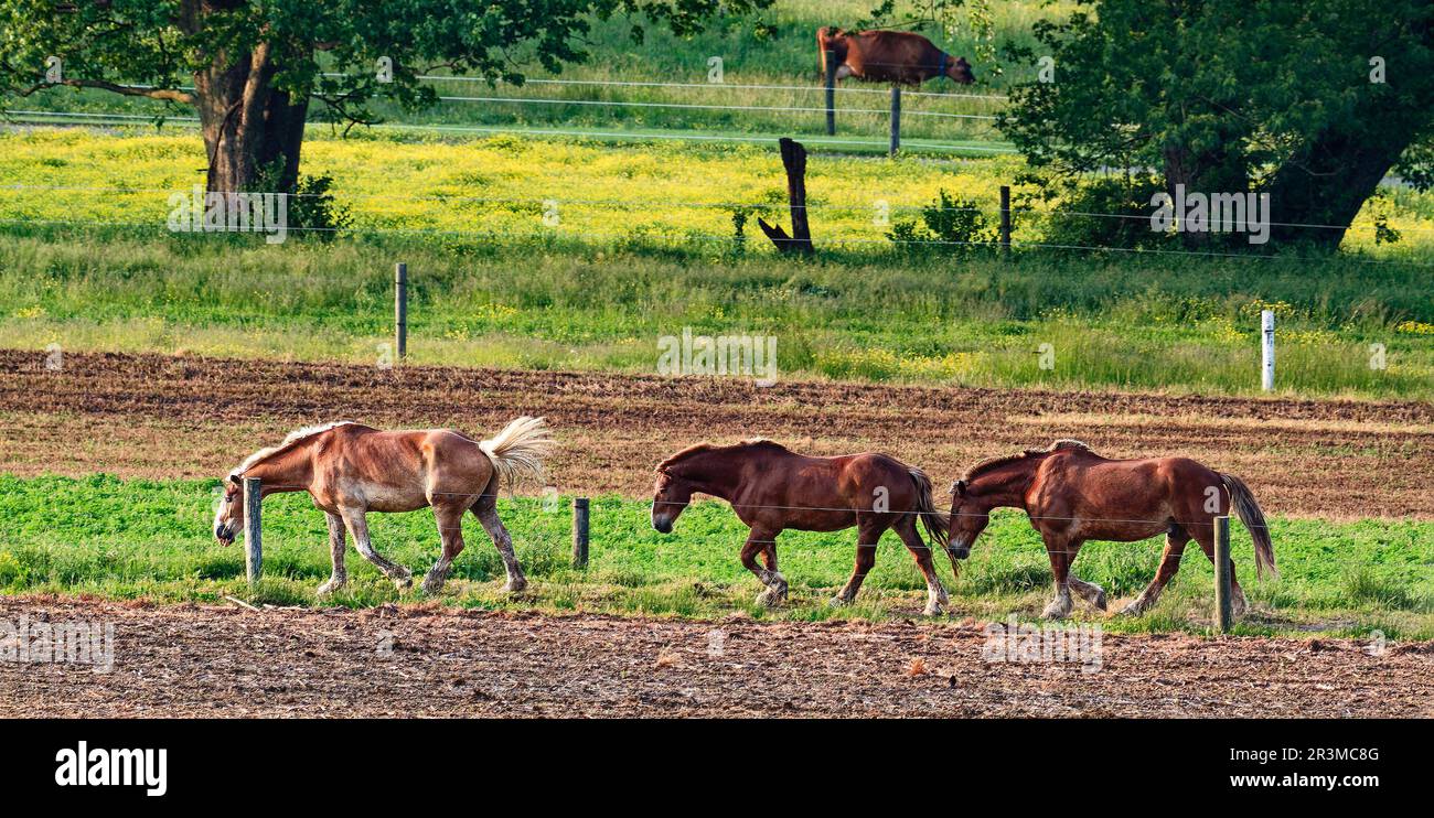 3 cavalli in fattoria; passeggiate; erba verde; fiori gialli; alberi; campo arato; equino; animali domestici; ambiente rurale; luce dorata; Panoramica, Penn Foto Stock