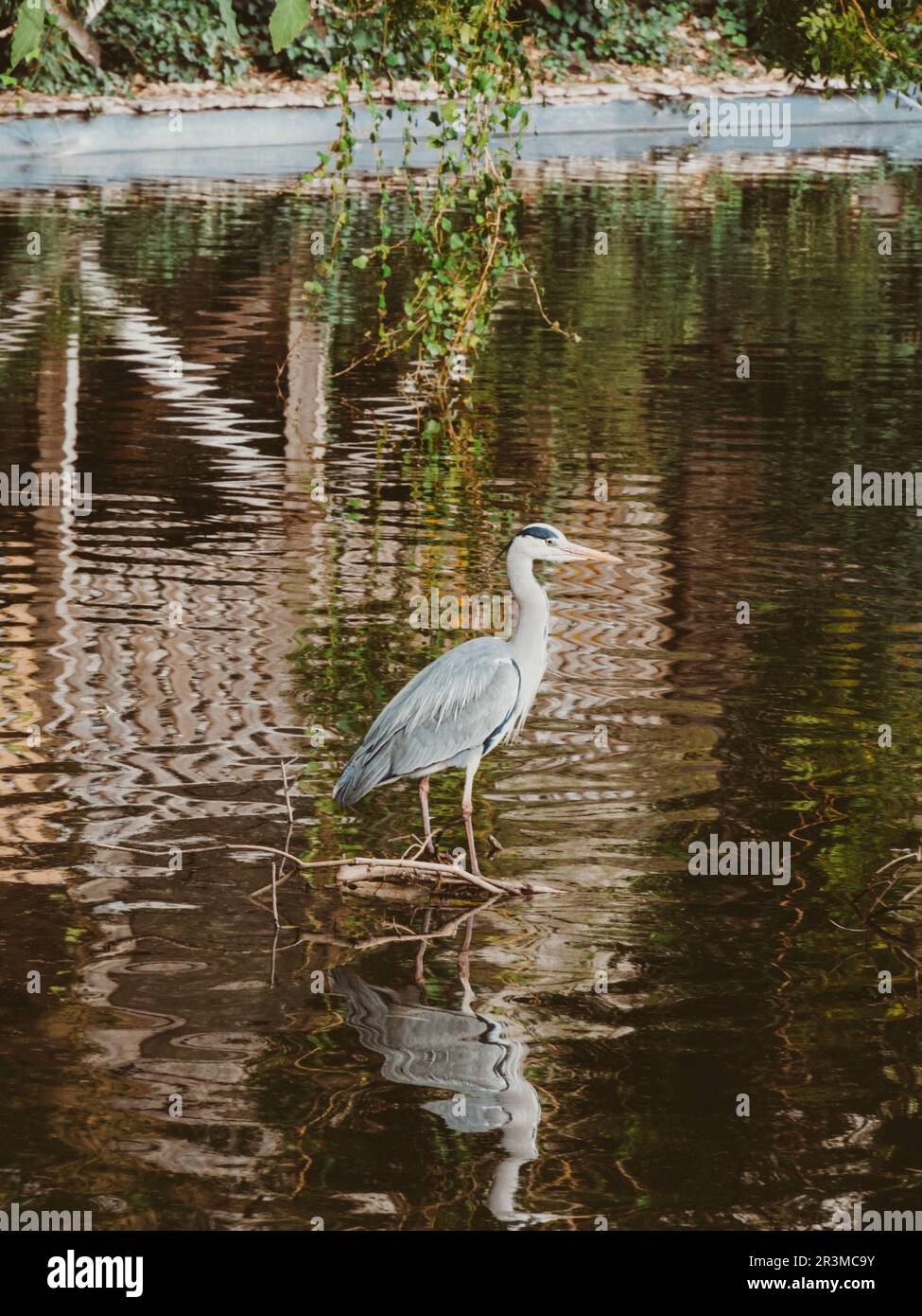 L'airone grigio si trova nell'acqua in acque poco profonde. Heron di fronte a destra. Airone grigio in uno stagno artificiale nel parco Foto Stock