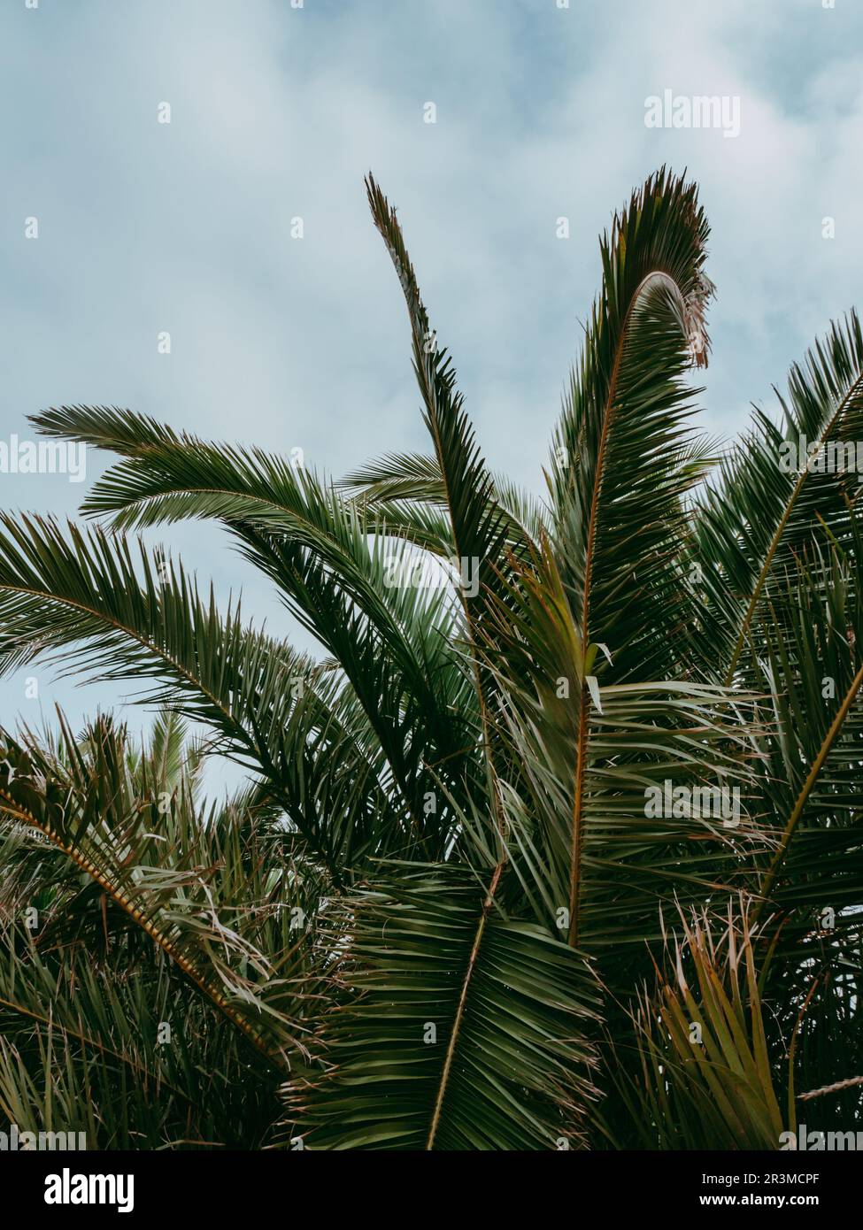 Gruppo di foglie verdi di palma esotica su sfondo bianco e blu cielo. Fogliame di pianta tropicale con texture visibile. Primo piano, copia spazio. Foto Stock Gruppo di foglie verdi di palma esotica su sfondo bianco e blu cielo. Fogliame di pianta tropicale con texture visibile. Primo piano, copia spazio. Foto Stock