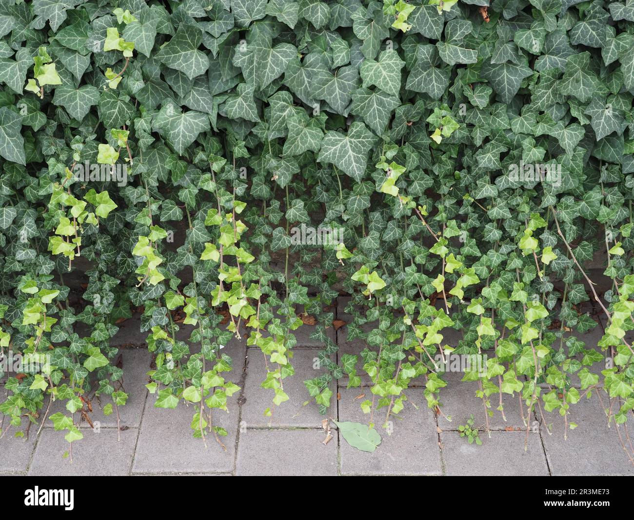 ivy nome scientifico Hedera pianta utile come sfondo Foto Stock