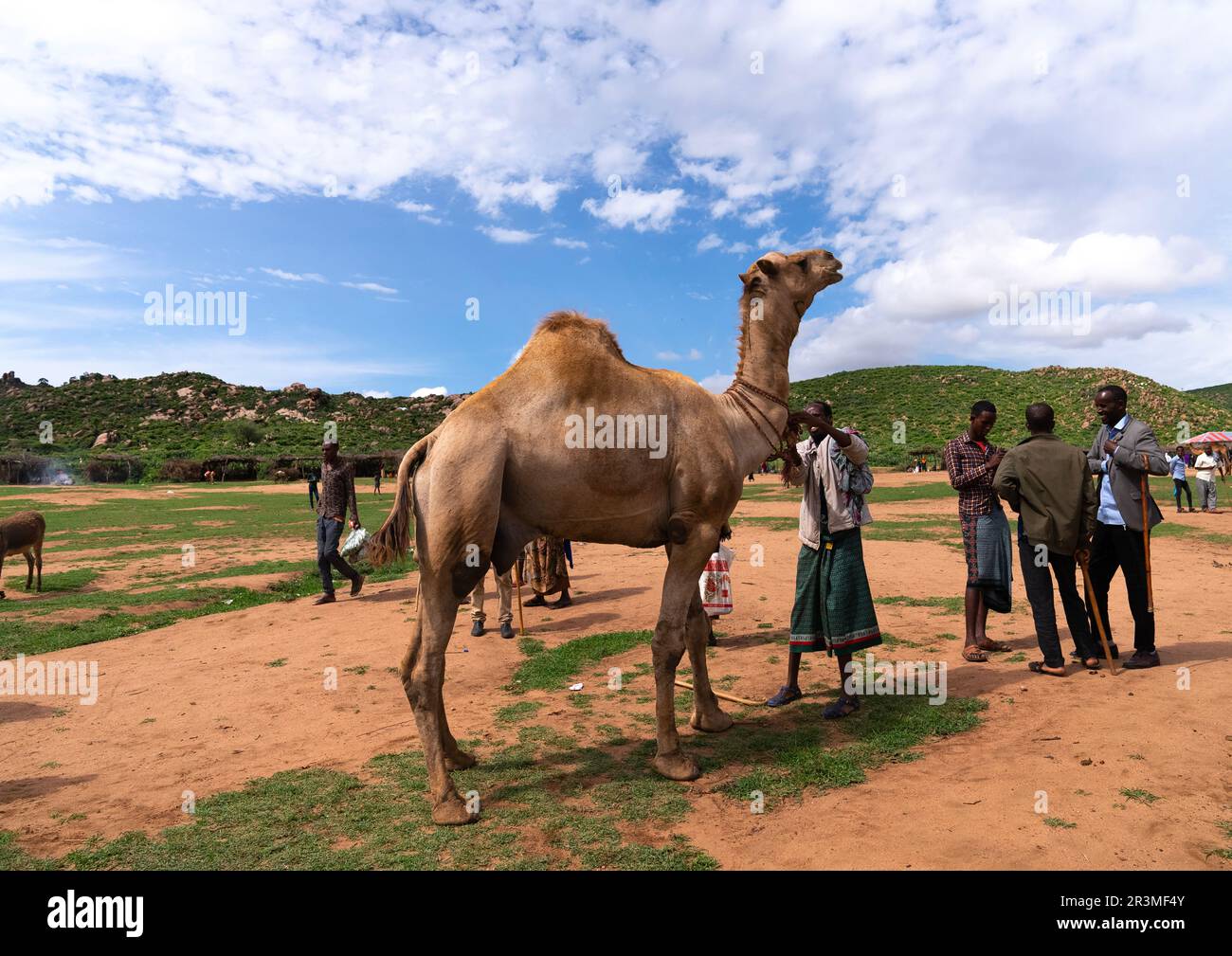 Mercato somalo dei cammelli, Oromia, Babile, Etiopia Foto Stock