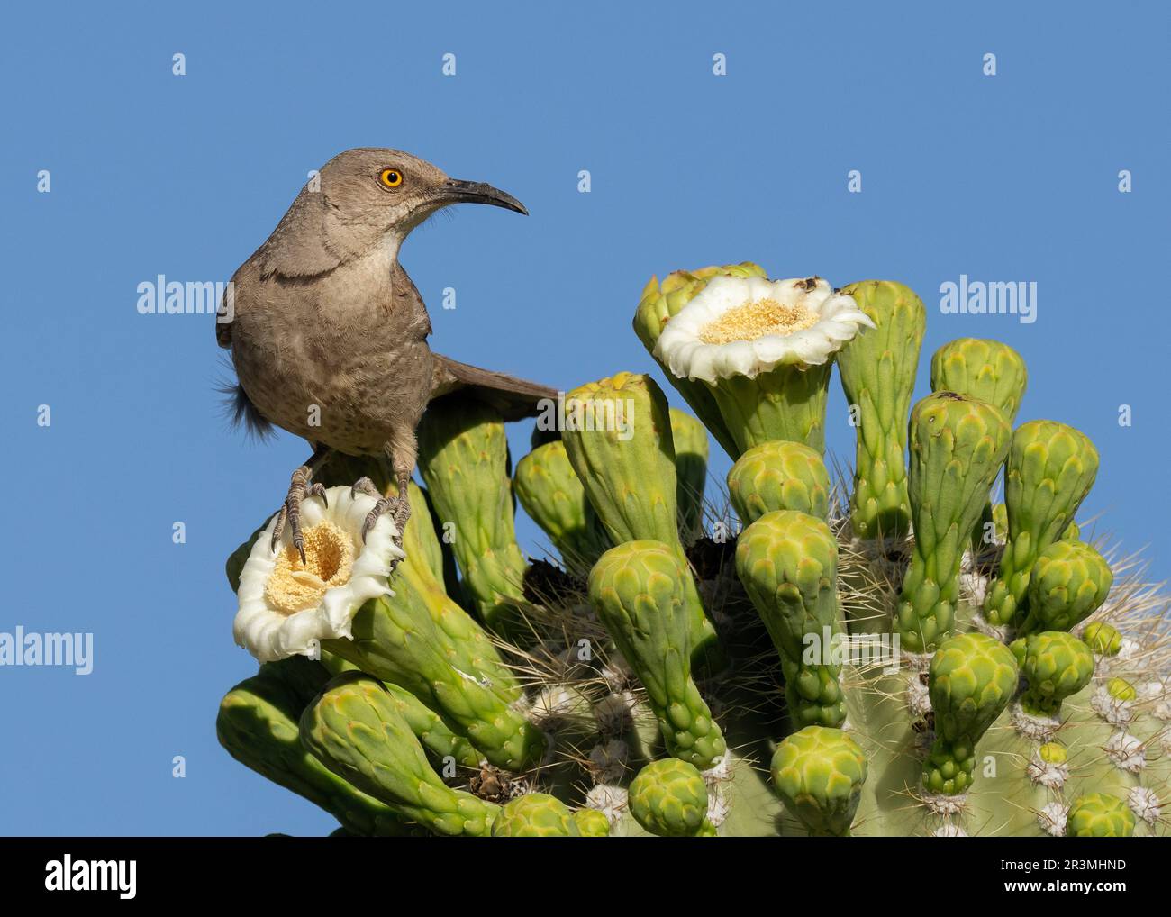 Thrasher (Toxostoma curvirostre) con un'alimentazione a curva da Saguaro (Carnegiea gigantea) fiorisce Arizona USA Foto Stock