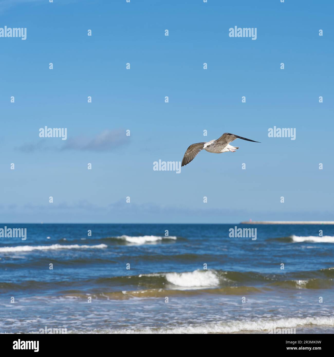 Giovane gabbiano di aringa, Larus argentatus, volando lungo la costa baltica polacca Foto Stock