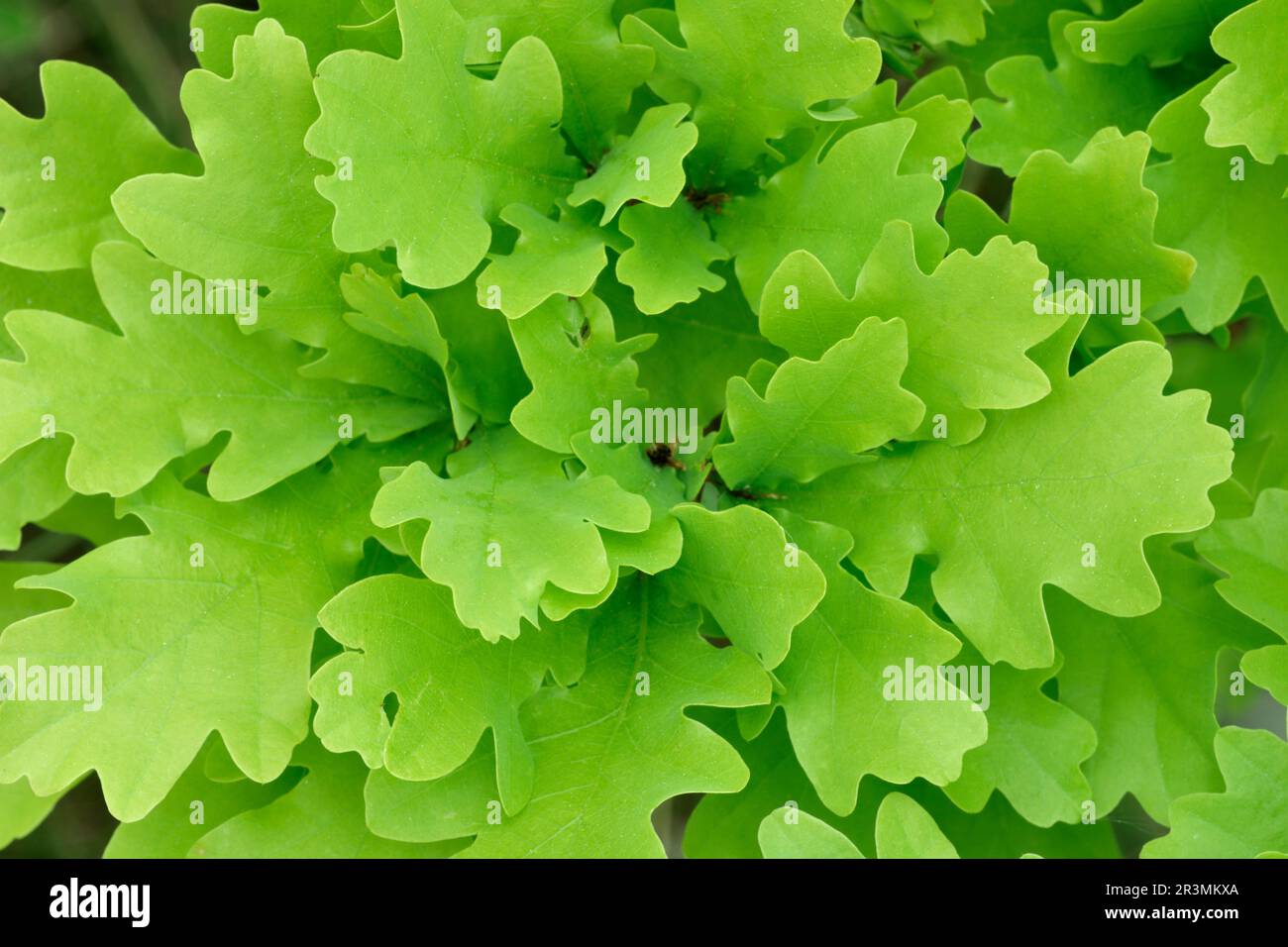 Quercia inglese (Quercus robur) primo piano di foglie fresche su piantatura a tre Hagges Wood Meadow, North Yorkshire, Inghilterra, giugno 2021 Foto Stock