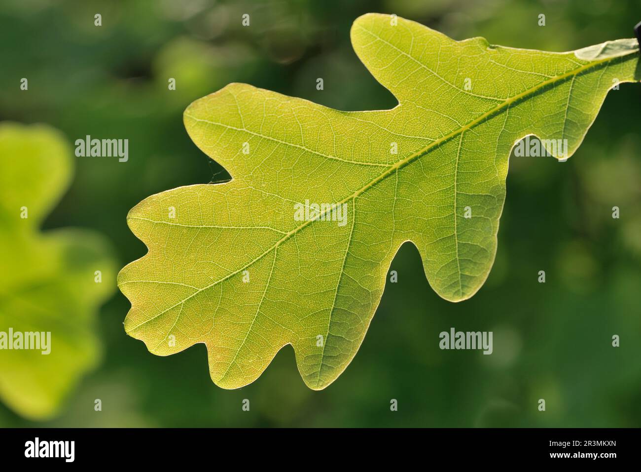 English Oak (Quercus robur) primo piano di foglie fresche e retroilluminate piantate in Three Hagges Wood Meadow, North Yorkshire, England, giugno 2021 Foto Stock
